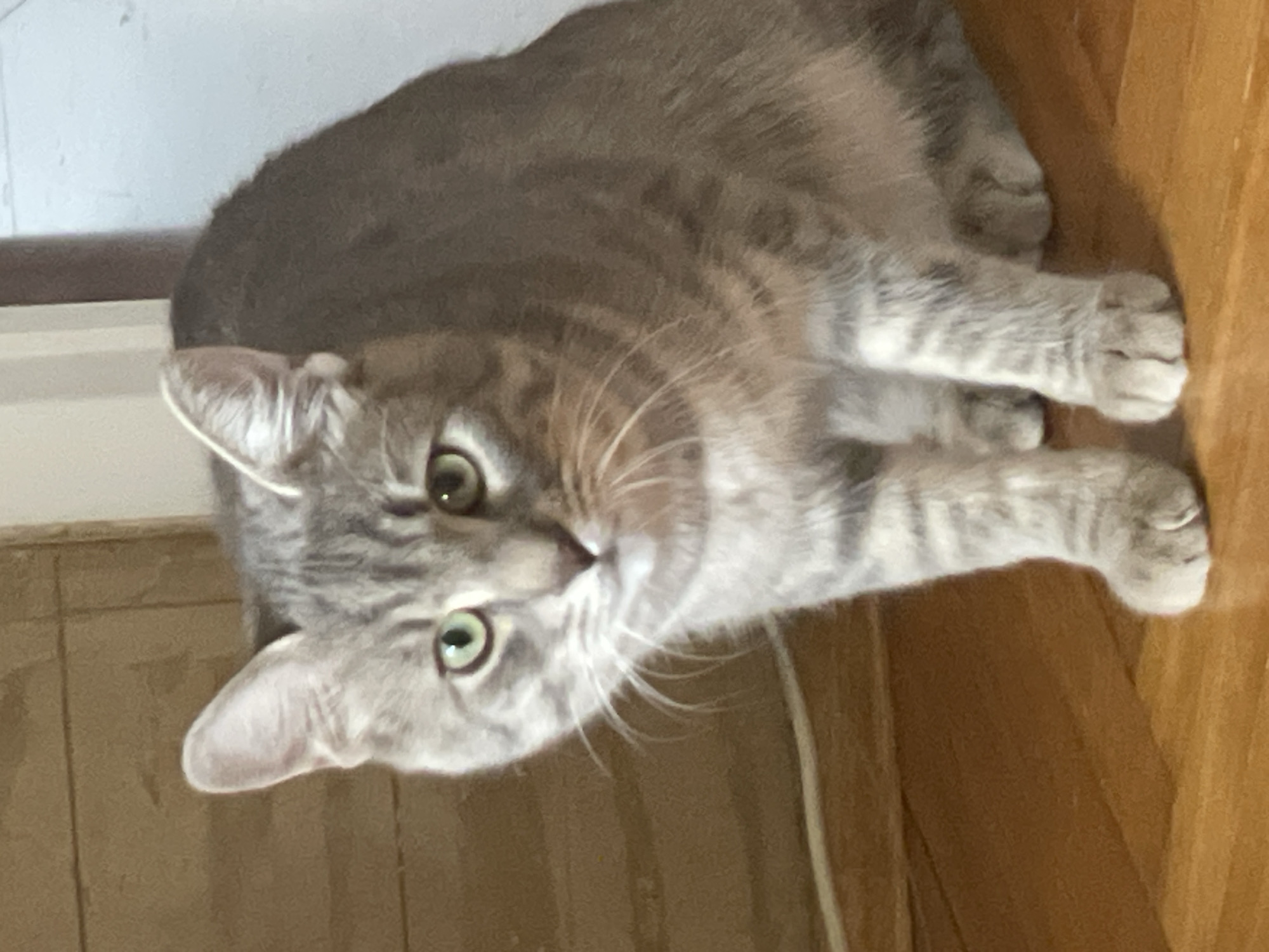 An indoor scene located in Novi Sad, Serbia. A medium-sized domestic short-haired cat with a grey and silver tabby pattern, featuring darker stripes and markings, is positioned centrally, sitting or crouching on a light brown wooden floor. Its head is slightly angled, and its bright green eyes are directed forward, towards the viewer. The cat has a white muzzle and chin, with prominent white whiskers extending from its face. Its front paws are tucked beneath it, while the back legs are partially visible. In the background, a darker, vertically oriented surface, possibly a door or piece of furniture, is visible on the left, contrasting with a plain, lighter-colored wall on the right. A thin white linear object, consistent with an electrical cable or floor trim, runs horizontally along the base of the left background element. The lighting appears uniform, consistent with an indoor environment.