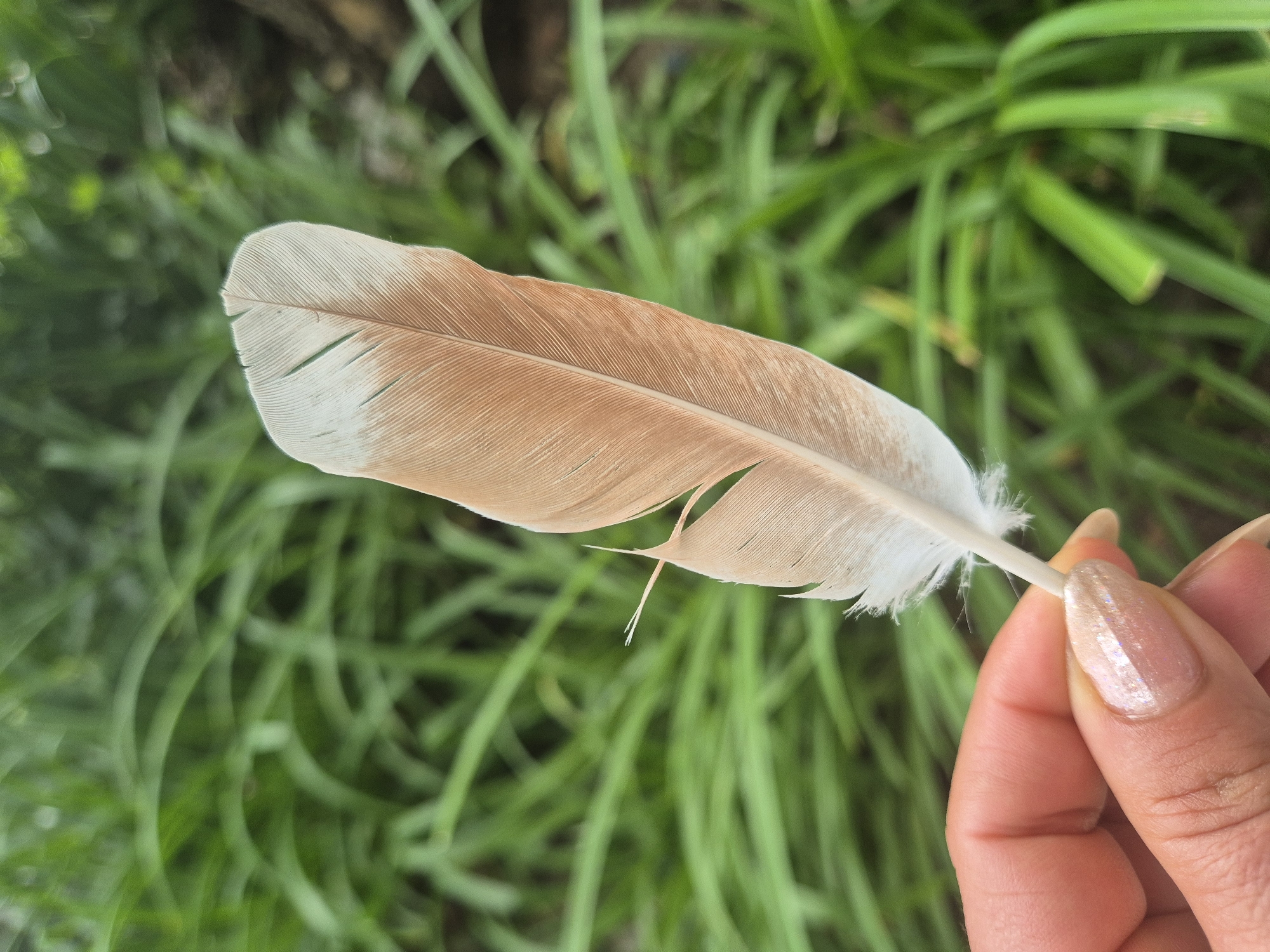 In an outdoor setting with a blurred green background, a person's hand with light-toned skin and fingernails painted with a pearlescent polish holds a single feather. The feather is positioned vertically and is primarily a light brown color with a white tip. The feather's texture is visible, showing fine lines radiating from the central shaft. The hand is cropped to focus on the fingertips and thumb, which gently grip the feather's quill. The background consists of out-of-focus green foliage, suggesting a natural environment.