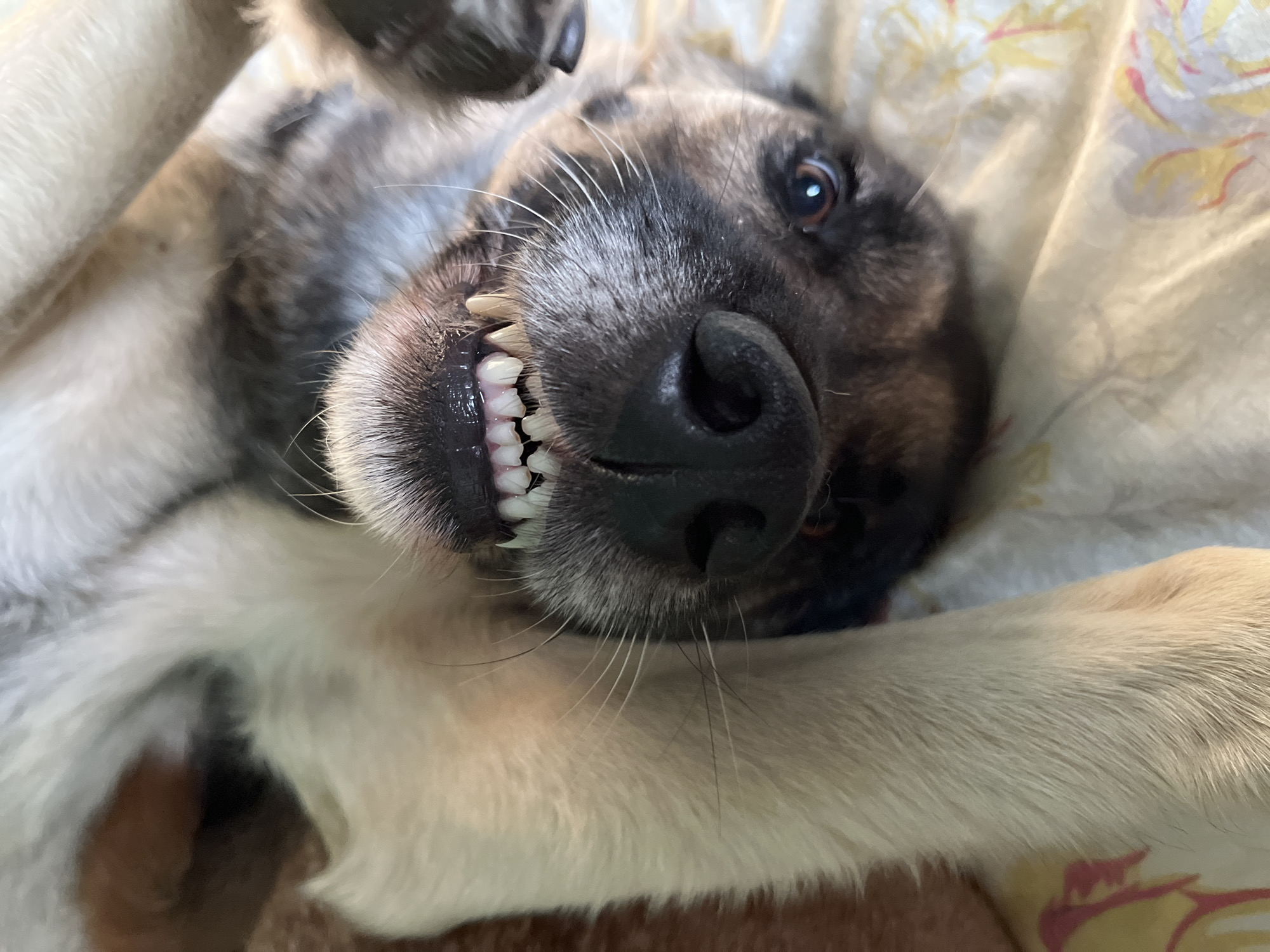 A close-up, eye-level shot focuses on the face of a dog lying on its back, with its mouth open and teeth bared in what appears to be a grin. The dog's muzzle, nose, and part of its eye are visible. Its fur is a mix of light tan and gray. The background consists of a light-colored fabric with a floral pattern, suggesting it is on a bed or couch. There is no indication of the location being Nizhny Tagil, Russia, or any other specific geographical area.
