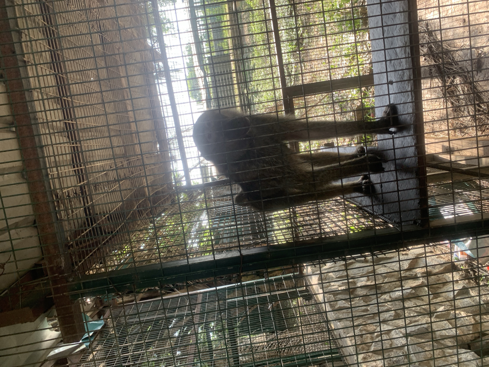 The image shows a monkey inside a cage. The cage is made of metal bars and appears to be outdoors. Sunlight is filtering through the bars, creating a dappled light effect. The monkey is standing on a wooden platform inside the cage. The background shows vegetation and other structures, suggesting an outdoor enclosure in a natural or semi-natural setting. The image does not provide any specific details about the city of Sabon Gora, Nigeria, other than it is the purported location. The monkey is the sole subject of the photograph.