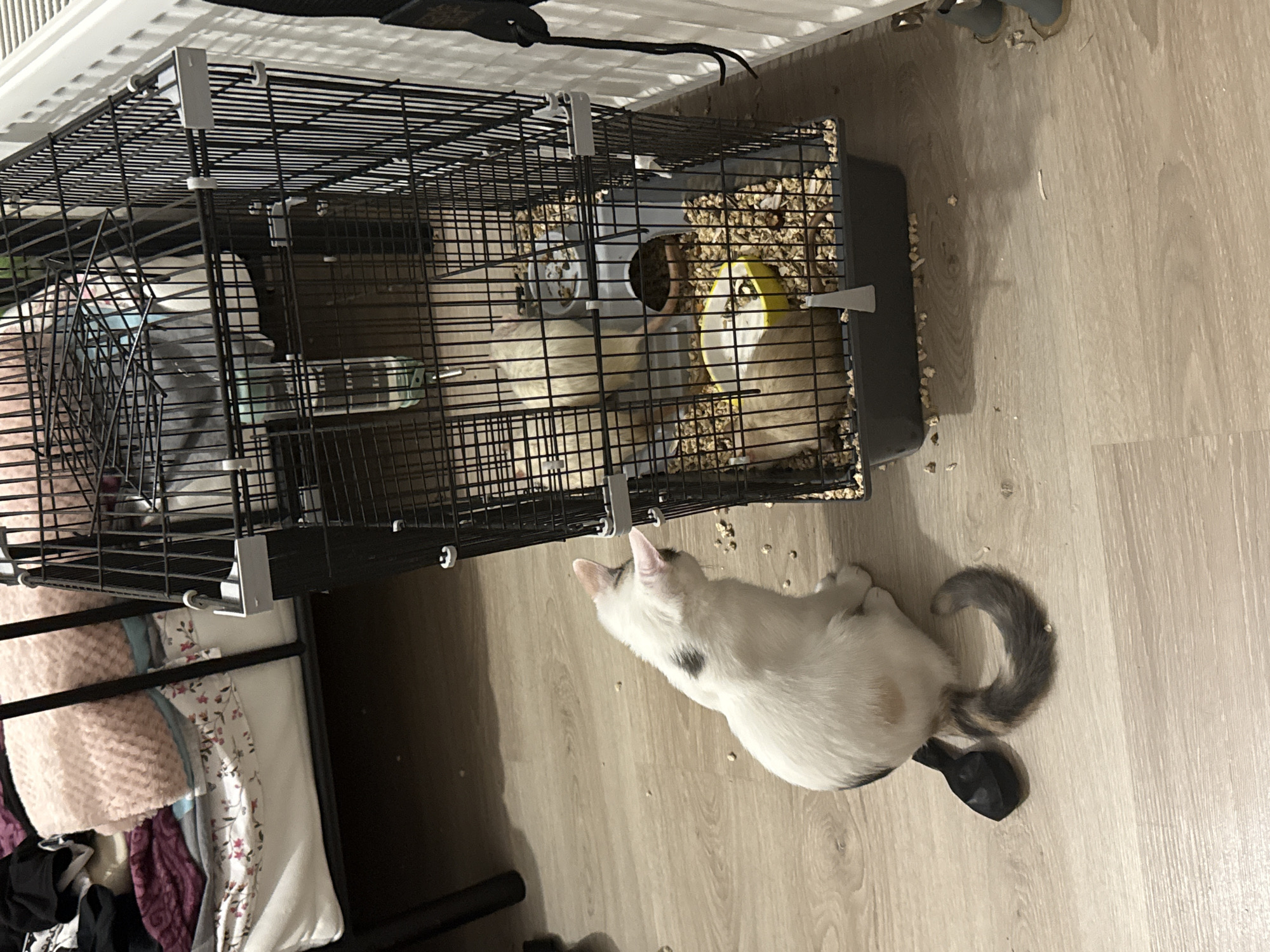 The image displays an indoor domestic setting. A white cat with a dark spot on its back and a grey-patterned tail is seated on a light wood laminate floor, facing a multi-level, black wire pet cage. Inside the cage, two light-colored rodents are present; one is positioned near a clear plastic water bottle on an upper level, and the other is within a yellow bowl on the lower level, both surrounded by wood shavings. A grey plastic hideaway is also inside the cage. Scattered wood shavings are visible on the floor around the cage. In the background, a bed with a black metal frame holds a pink textured blanket, a floral-patterned sheet, and folded dark clothing items. A white, ribbed radiator is partially visible on the right side of the frame, adjacent to the cage. A black, irregularly shaped object lies on the floor near the cat's tail. The cat appears to be observing the caged rodents. The specific city of Saint Petersburg, Russia, cannot be ascertained from the visual evidence within the image.