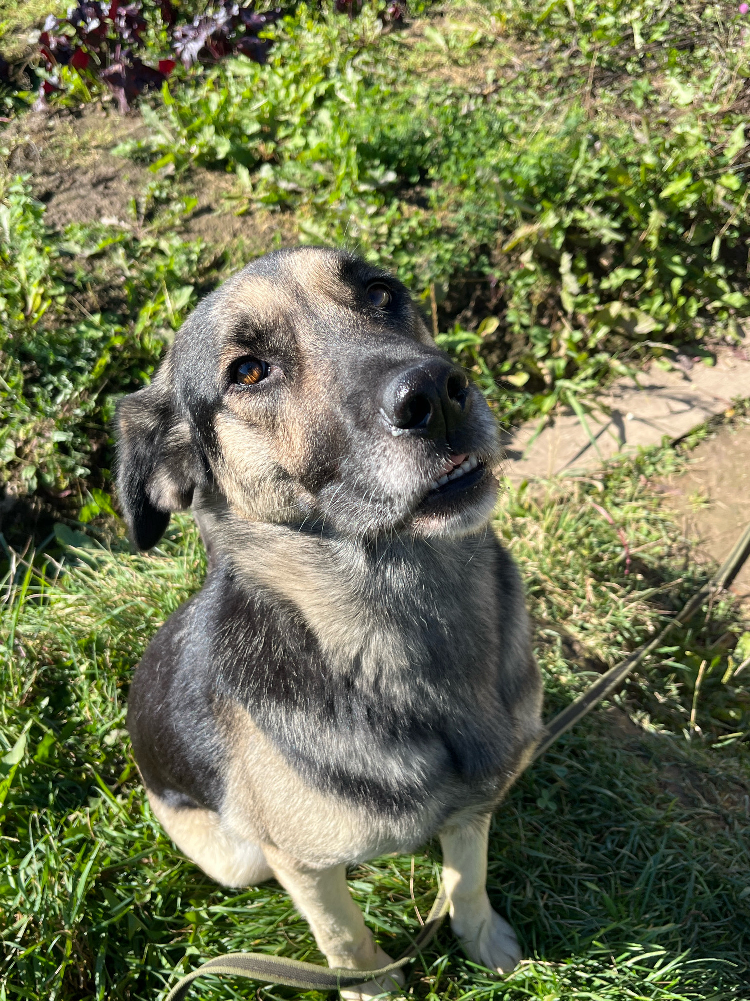 A medium-sized dog with tan and black fur sits on the grass in a yard, looking up towards the camera. The dog has floppy ears and its mouth is slightly open, revealing its teeth. The background consists of green grass and some dirt. The scene is outdoors, with sunlight casting shadows on the ground. There is no indication of this scene being in Nizhny Tagil, Russia.