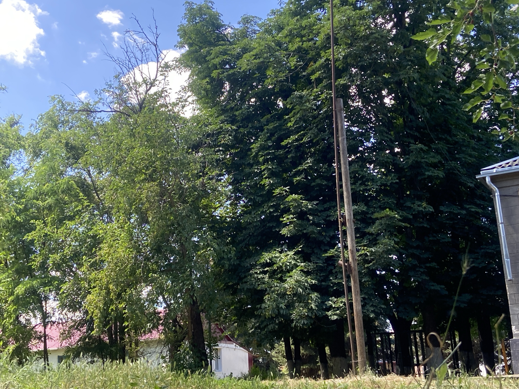 The image depicts an outdoor scene on a sunny day, likely in the afternoon, with a bright blue sky dotted with fluffy white clouds. The foreground is filled with tall, green grass. Dominating the mid-ground and background are lush, leafy trees, with one particularly large tree taking center stage on the right. To the left of the image, partially obscured by trees, is a building with a red roof and white walls, suggesting a residential or possibly an institutional setting.
A prominent feature in the scene is a tall, wooden utility pole standing vertically in the right half of the image. Further to the right, a portion of a modern building with grey brickwork and a silver gutter is visible. In the lower right corner, a small, dark, somewhat abstract object rests on the ground, with some dry grass and plant stalks around it. The overall impression is one of a quiet, natural setting, possibly a park or the edge of a residential area, bathed in warm sunlight. There is no visible text in the image.
