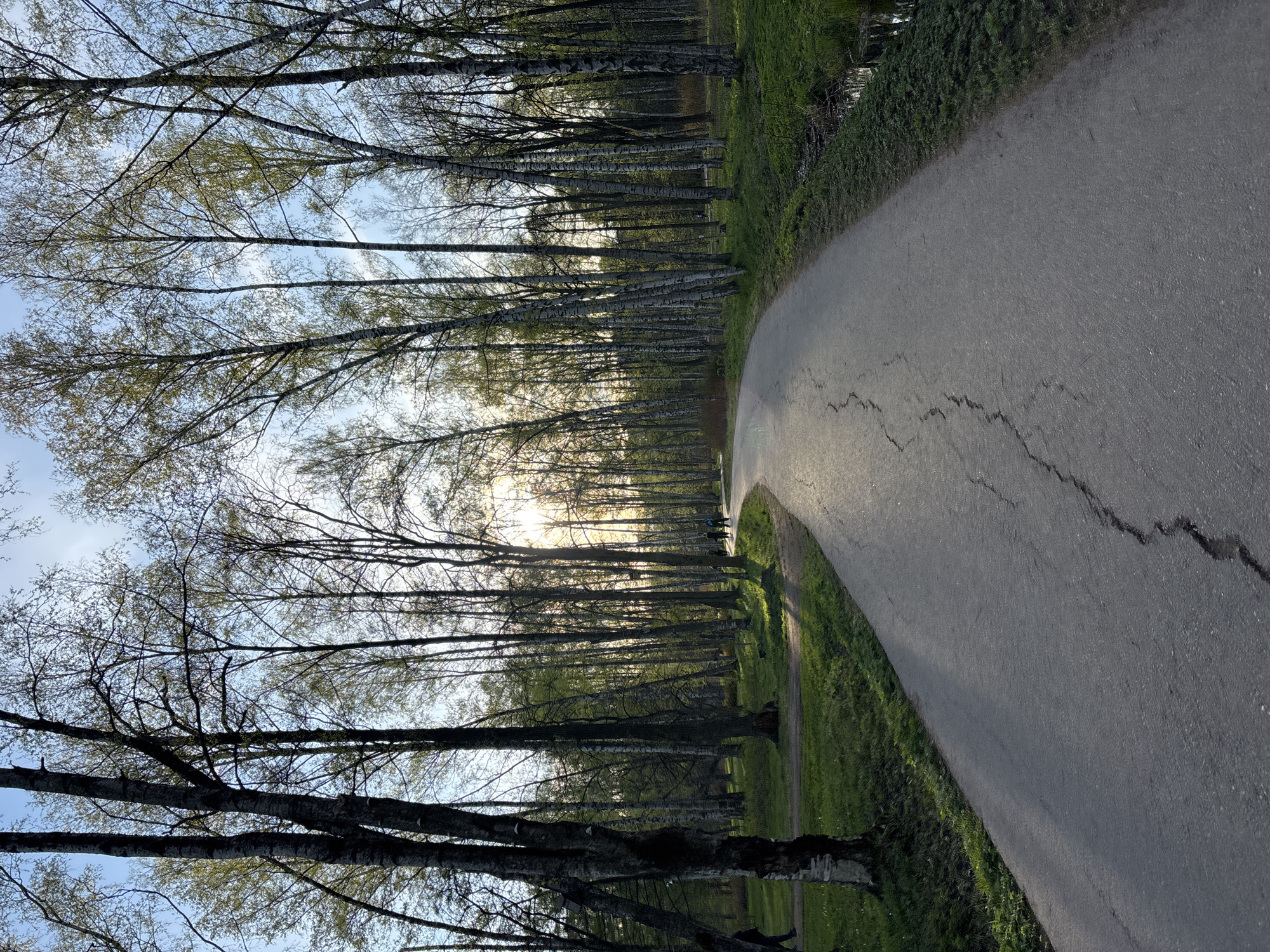 The image shows a curved asphalt road running through a park or wooded area. Tall, slender trees line the left side of the road, their branches reaching toward the sky, and the sun is filtering through them. The right side of the road is bordered by green grass and a small, grassy ditch. The asphalt has some cracks visible. The location is likely a park or green space in Saint Petersburg, Russia, given the birch trees.