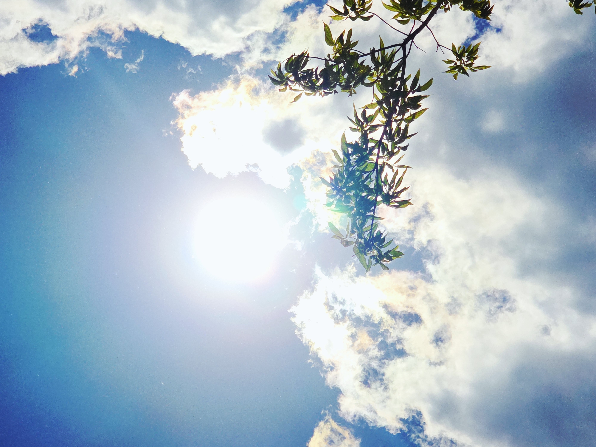 The image shows a bright sky with a branch of green leaves hanging from the top right corner. The sun is shining brightly through the clouds, creating a lens flare effect. The sky is a mix of blue and white clouds. The location is unknown.
