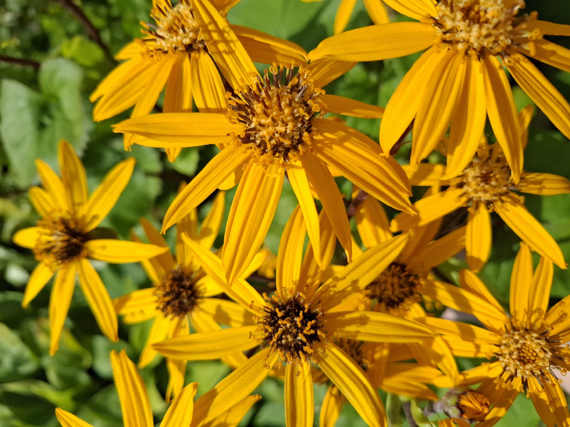 The image displays a close-up view of several bright yellow flowers with dark brown centers. The petals are long and slender, radiating outwards from the center. The background consists of blurred green foliage, suggesting an outdoor natural setting. The lighting indicates daylight, with shadows cast by the petals. There are no people or specific landmarks visible to indicate a location in Romantik, Russia.