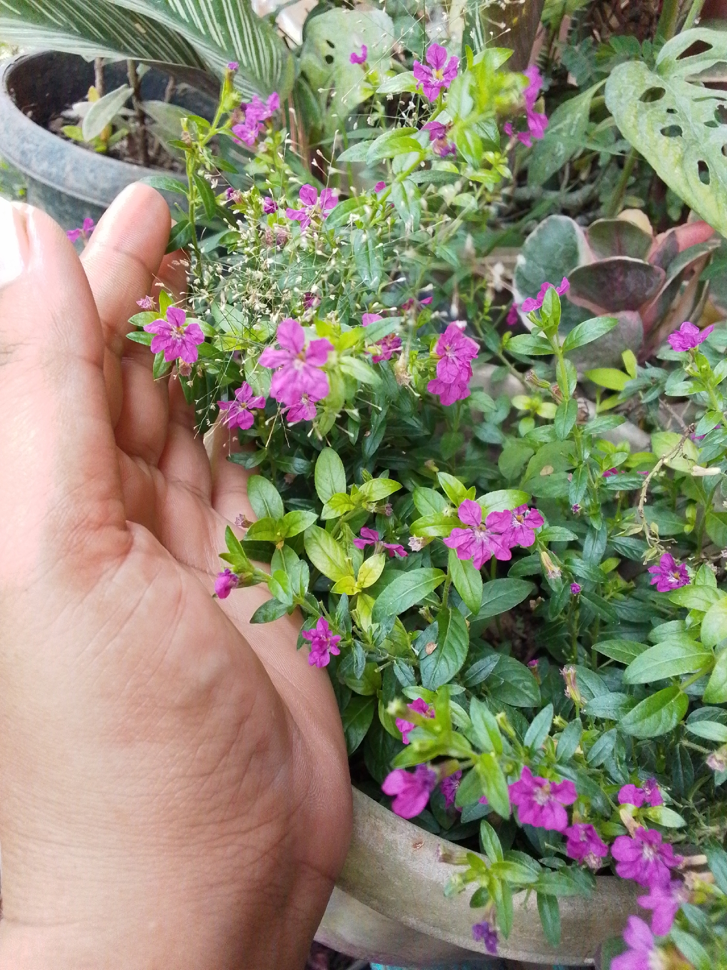 Memory