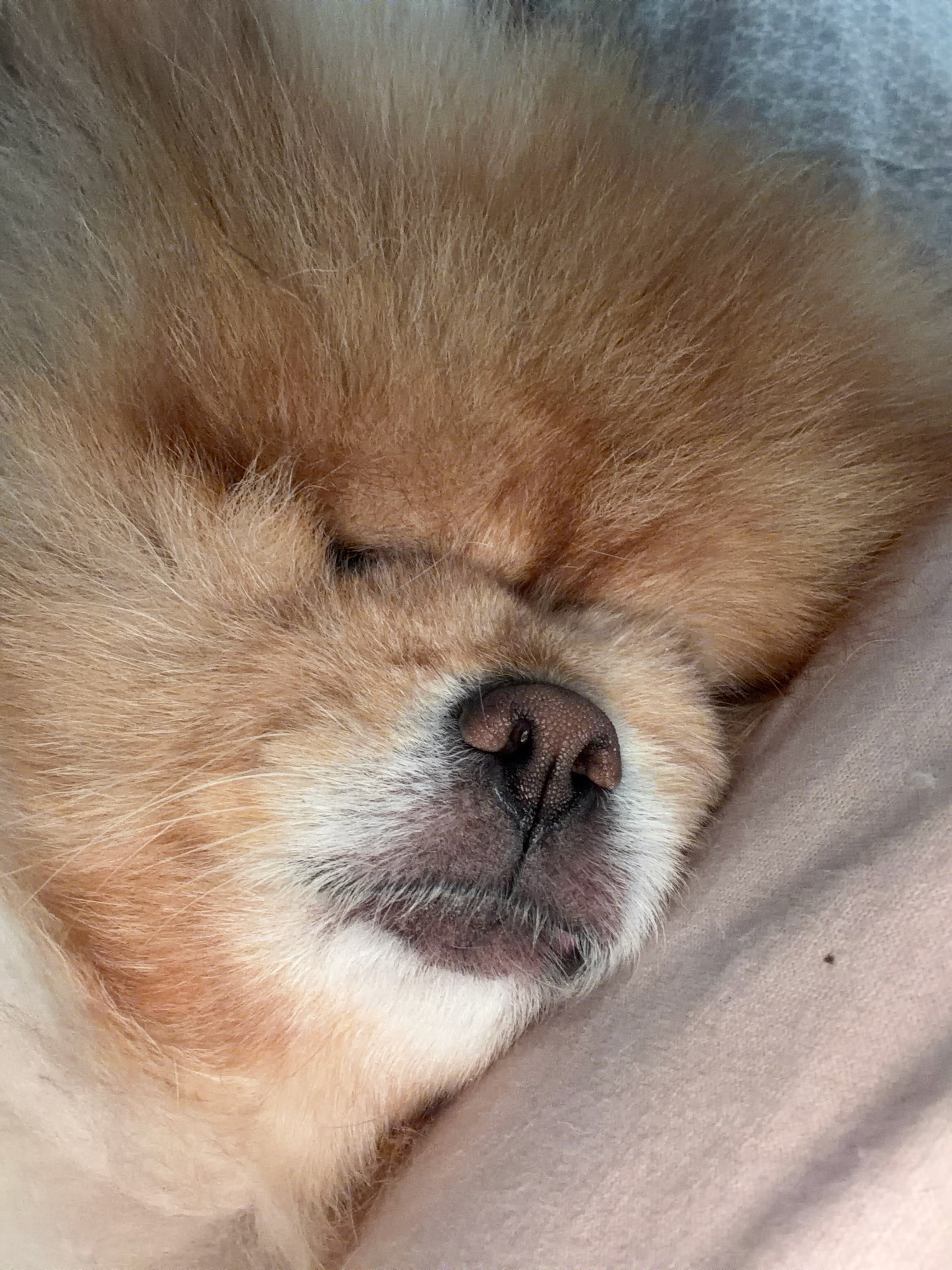 The image is a close-up of a light brown Pomeranian dog sleeping. The dog's eyes are closed, and its nose is visible, with dark nostrils and lighter skin around them. The fur is fluffy and appears soft. The dog is resting on a light pink, textured surface, possibly a blanket or cushion. The background is out of focus, with a hint of a lighter, greyish surface above and to the left of the dog. There is no discernible location in Tbilisi, Georgia, or any other identifiable setting beyond the immediate subject and its resting place.