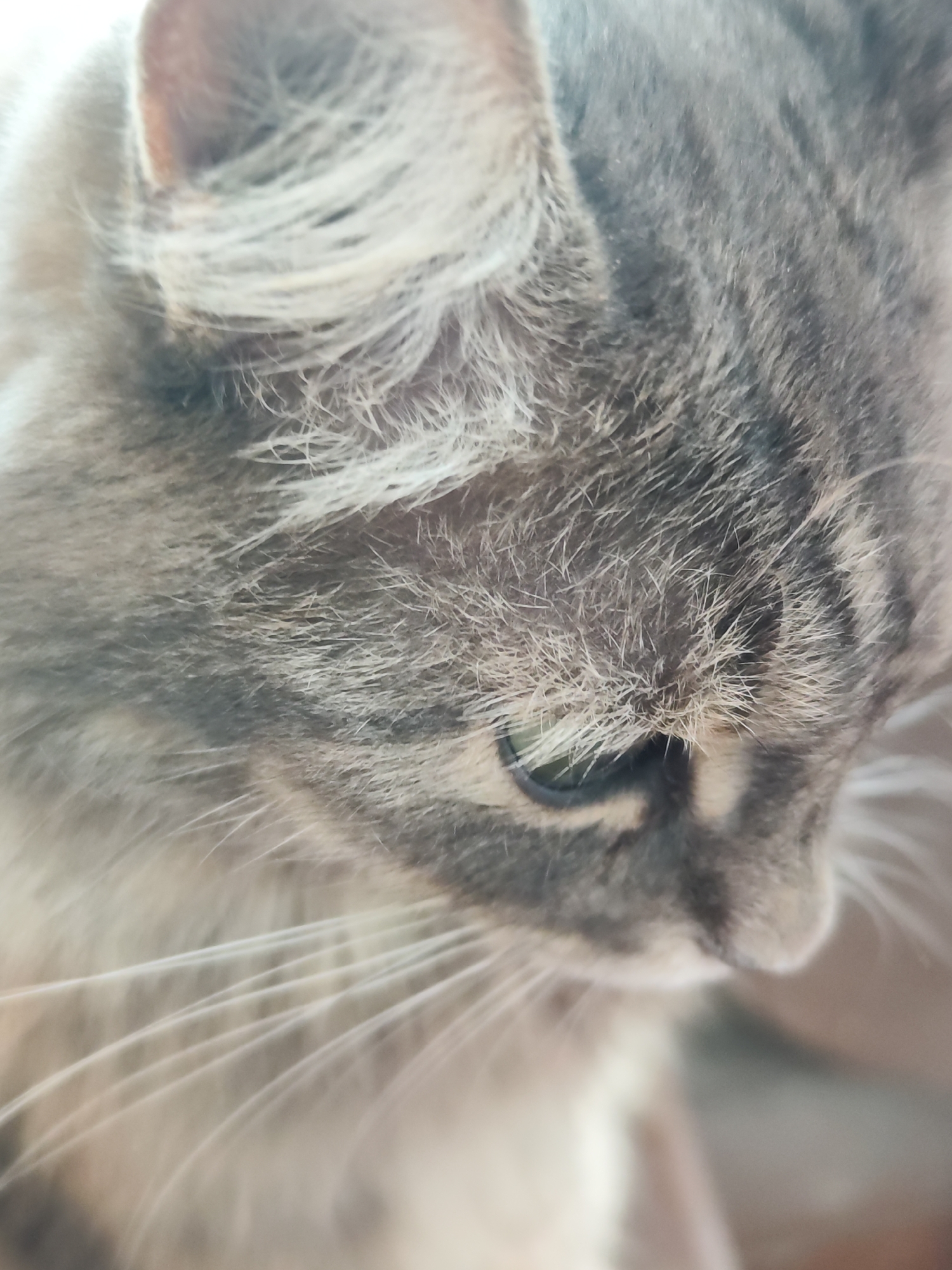 A close-up shot captures a grey tabby cat's head, angled downwards. The cat's fur is a mix of grey and white shades, with some tufts of white hair around the ear. One green eye is partially visible, slightly squinted. The cat's whiskers are long and white, extending outwards. The background is blurred and indistinct. The location is unspecified, and there is no mention of the city of Chaikovsky, Russia, in the image. There are no people visible in the image.