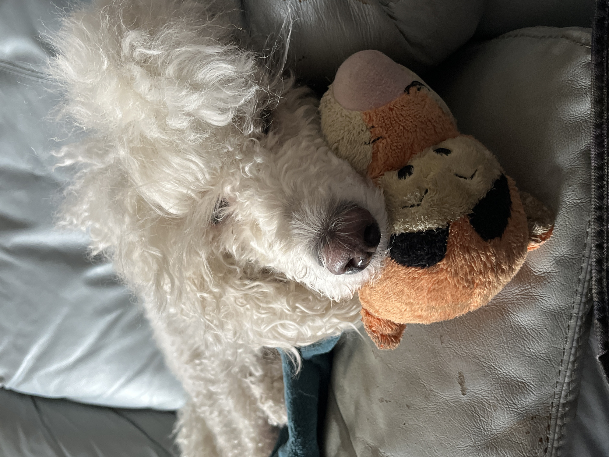 The image shows a white, curly-haired dog lying on a light-colored leather couch. The dog is cuddling with an orange and beige stuffed animal toy, with the dog's nose resting against the toy. A blue fabric is visible beneath the dog. The environment suggests a domestic setting.