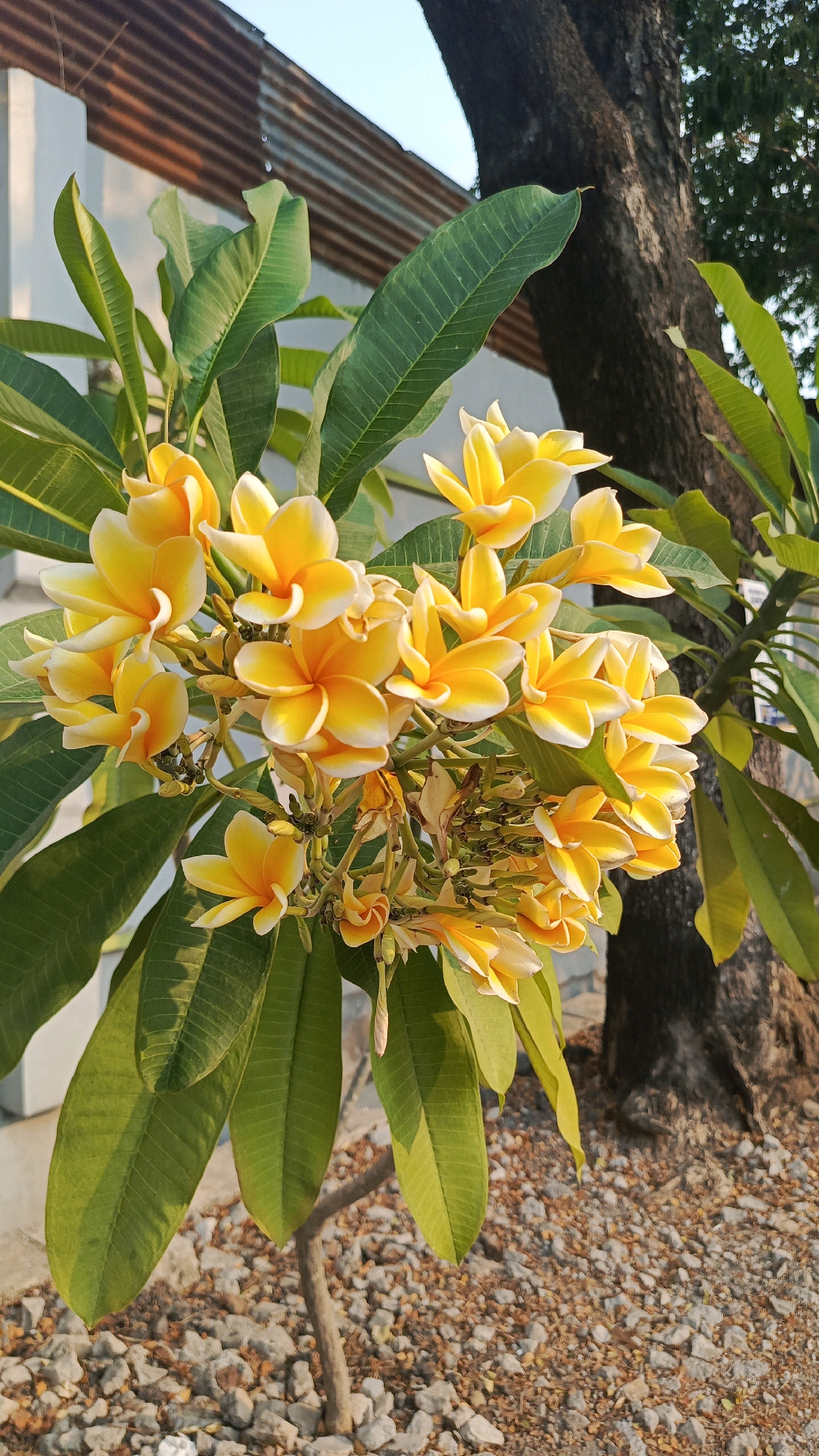A close-up, vertical shot captures a cluster of bright yellow and white frangipani flowers in full bloom, their petals delicately unfurling. They are surrounded by lush green leaves with prominent veins, some of which appear slightly droopy. In the background, a large tree trunk with rough, dark bark stands to the right, its branches extending upwards. To the left, a corrugated metal roof on a building is visible, partially obscured by the foliage. The ground beneath the flowers and tree is covered with a layer of small, light-colored gravel and scattered dry leaves. The lighting suggests it is either early morning or late afternoon, casting a warm glow on the scene. The image is situated in Cekok, Indonesia, as indicated by the context of the city.