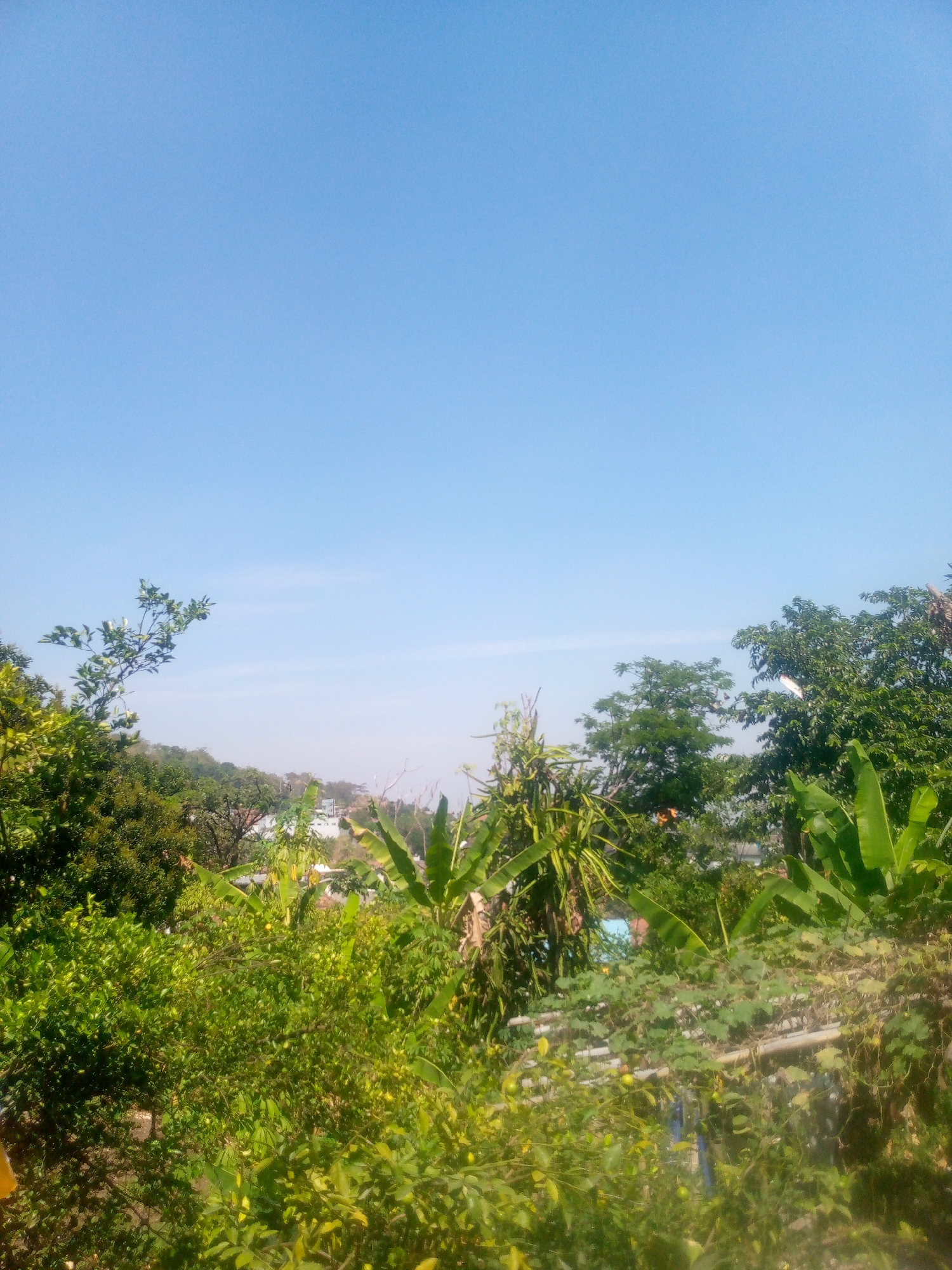 The image captures a vibrant, sun-drenched vista of lush greenery in Giriasih, Indonesia. The foreground is dominated by a dense thicket of various trees and plants, their leaves a rich spectrum of greens, interspersed with small, yellow fruits, likely citrus, hinting at a local orchard. Banana trees with their broad, iconic leaves stand tall amongst the foliage. In the midground, a gentle slope is covered with more trees, and a few buildings with white walls are partially visible, suggesting a residential area nestled within the natural landscape. The background reveals rolling hills under a clear, bright blue sky, devoid of clouds, indicative of a warm, sunny day. The overall impression is one of natural abundance and a peaceful, semi-rural setting. There are no people or animals visible in the image, and no discernible actions or interactions are taking place.