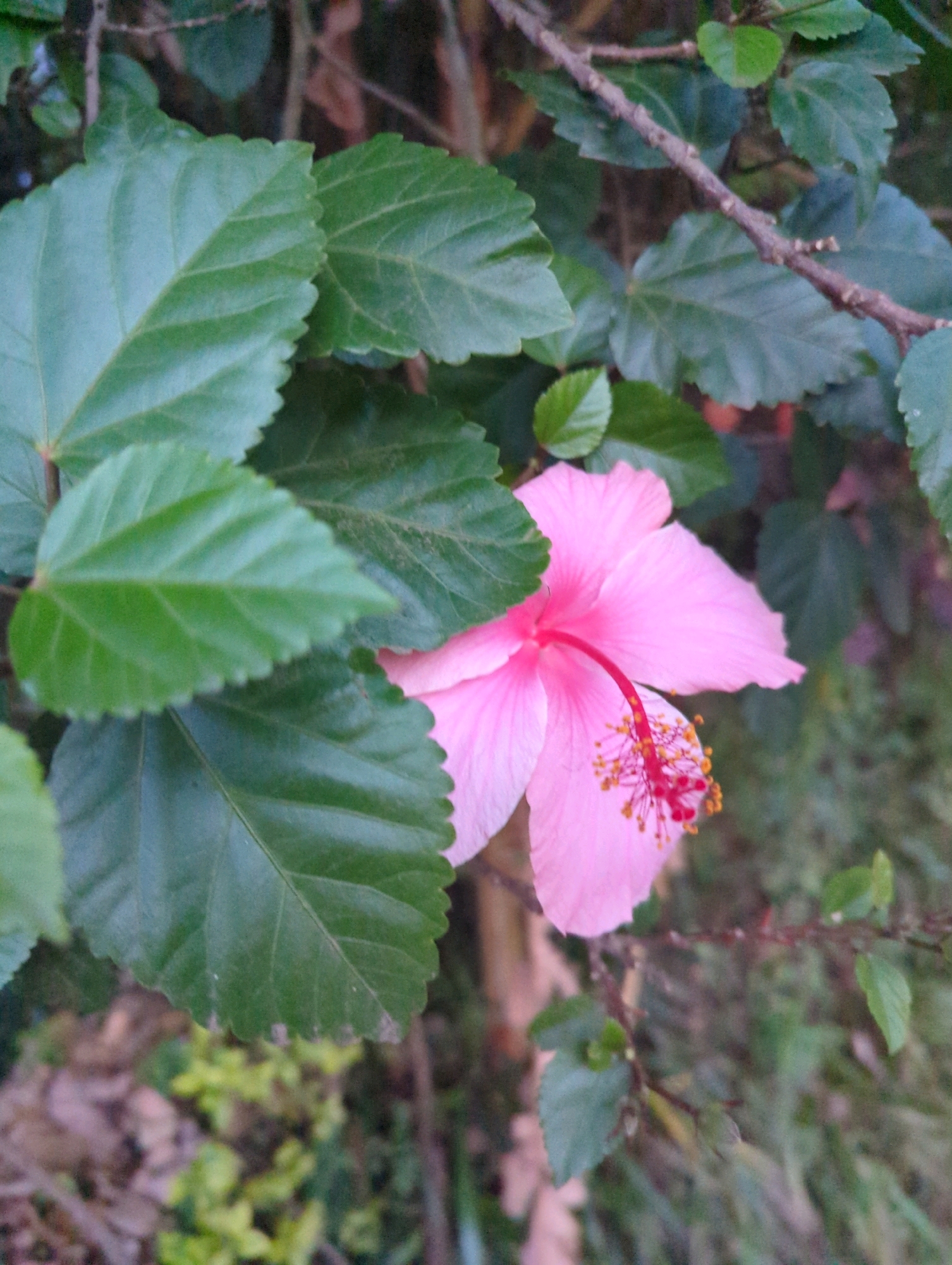 A close-up, eye-level shot captures a single, vibrant pink hibiscus flower partially obscured by lush green leaves. The flower, with its delicate petals unfurling, is the clear focal point. Its stamen, tipped with yellow pollen, adds a striking contrast to the soft pink hue. The surrounding foliage, rendered in shades of deep green, creates a natural frame for the bloom. The background is a soft blur of muted greens and browns, suggesting an outdoor, natural setting. The scene evokes a sense of tranquility and natural beauty, commonly found in gardens or verdant landscapes within Musanze District, Rwanda.