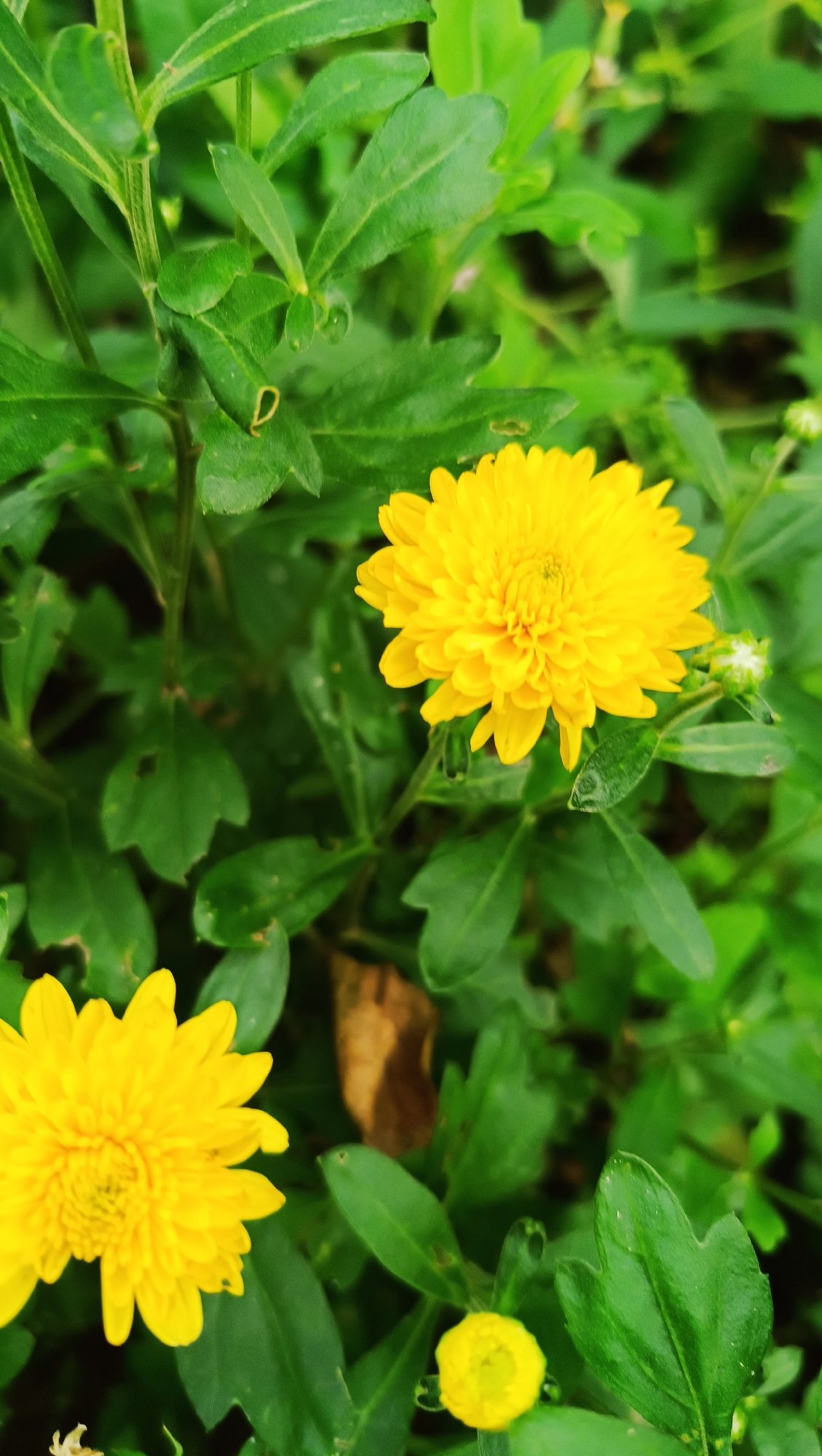 A close-up, high-angle shot features several bright yellow chrysanthemum flowers blooming amidst lush green foliage. One prominent flower is in the upper right quadrant, with its delicate petals unfurling. Another, slightly out of focus, is positioned in the lower left. A tiny, unopened bud is visible in the lower right. The background is a soft blur of green leaves, suggesting a garden or natural setting. The image does not contain any elements that would indicate a specific location in Karsha, Russia, or any human activity.