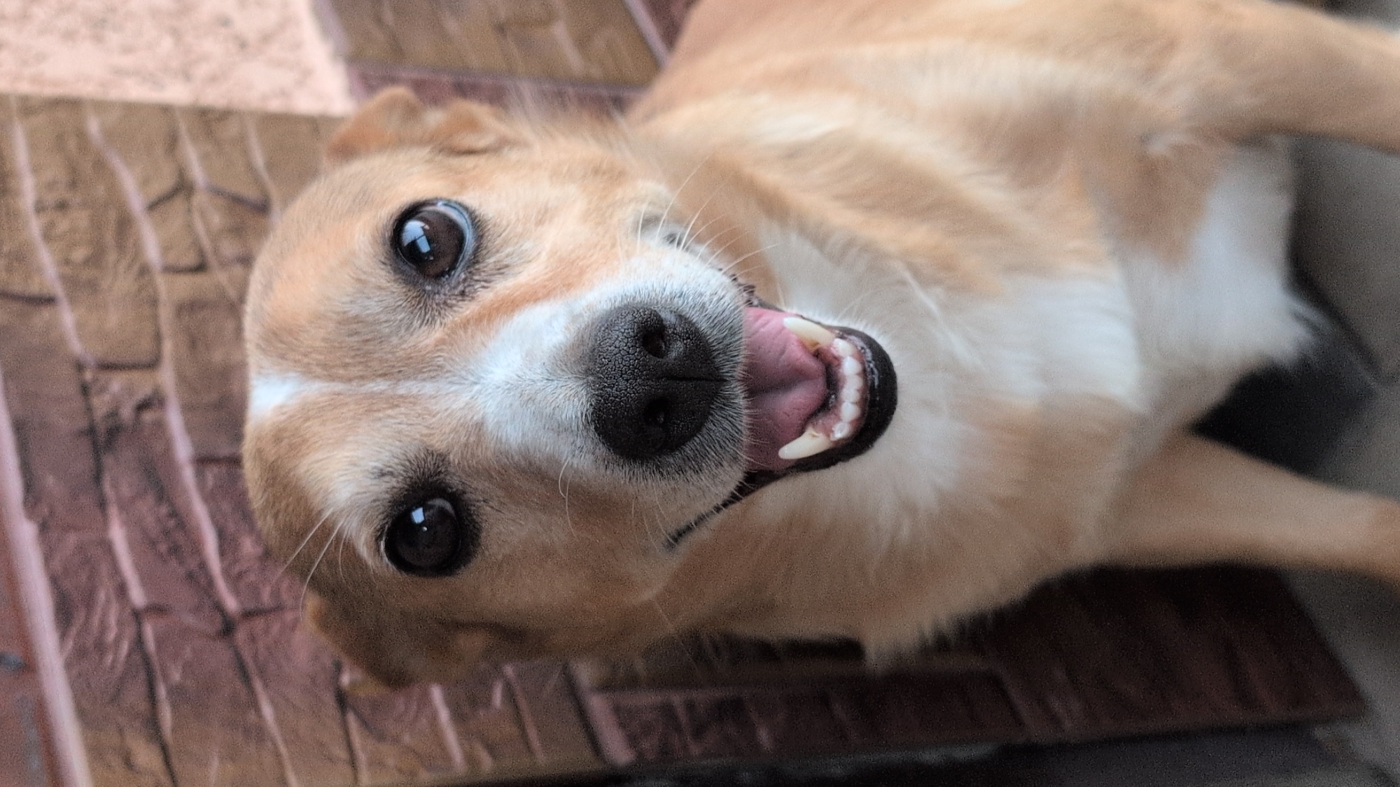 A close-up, head-on shot shows a light brown and white dog with its mouth open and tongue visible, appearing to pant or smile. The dog has dark, round eyes and a black nose. It is positioned in front of a brick wall, with the bricks being reddish-brown. The lighting is bright, highlighting the dog's fur and features. The background is slightly blurred, focusing attention on the animal. The image is taken from a slightly low angle, looking up at the dog. The specific location in Izmail, Ukraine cannot be determined from the visual information provided.
