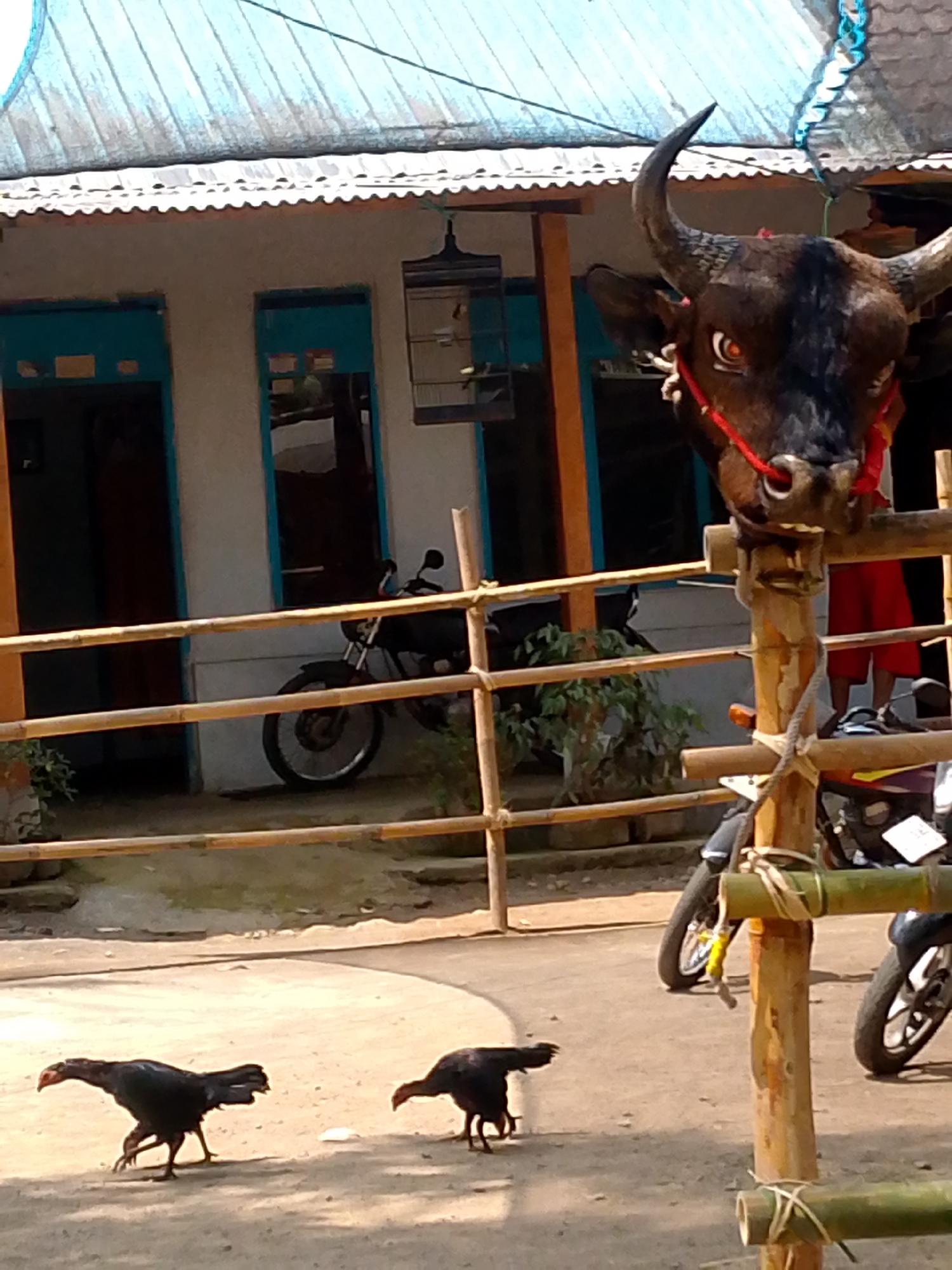 In Pronojiwo, Indonesia, a large bull's head, likely a prop or effigy, is mounted on bamboo poles in front of a building with blue-trimmed windows and a corrugated metal roof. The bull's head is dark brown with prominent horns and is adorned with a red rope around its snout and neck. Two black chickens are walking on the sandy ground in the foreground, one facing left and the other facing right. In the background, several motorcycles are parked behind a bamboo fence. A birdcage is hanging from the building's eaves. The overall scene appears to be an outdoor setting with a rustic and traditional ambiance.