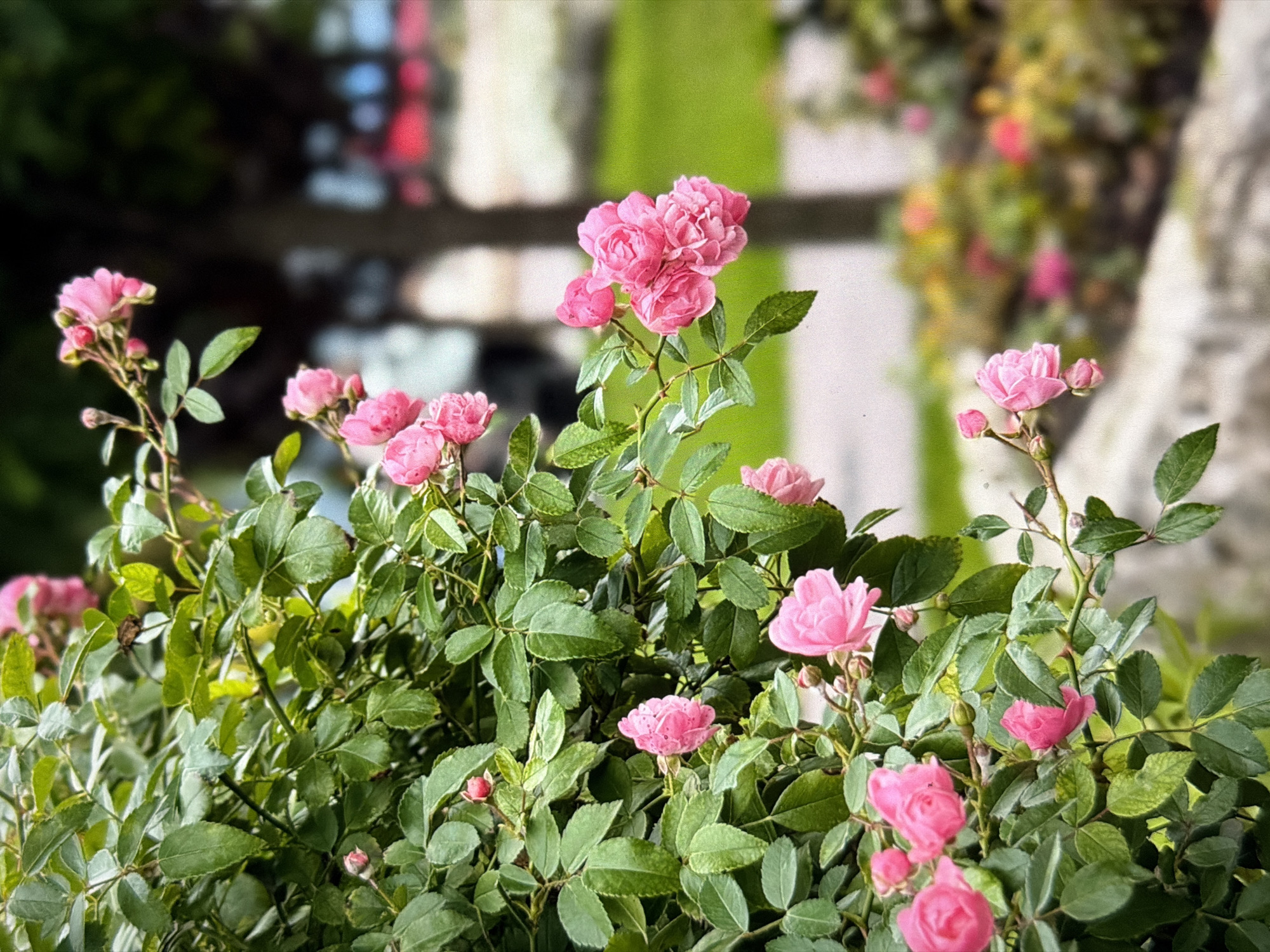 A cluster of pink roses with green leaves is in the foreground of the image. The background is blurred, showing a pathway, grass, and trees. The image appears to be taken outdoors on a sunny day. There are no people or animals visible in the image. The image is a close-up shot of the rose bush, with the flowers and foliage filling most of the frame. The lighting suggests it is daytime, and the overall tone of the image is bright and cheerful. The background elements are out of focus, creating a bokeh effect that highlights the roses. There is no visible information within the image that would indicate its location in the city of Krasnodar, Russia.