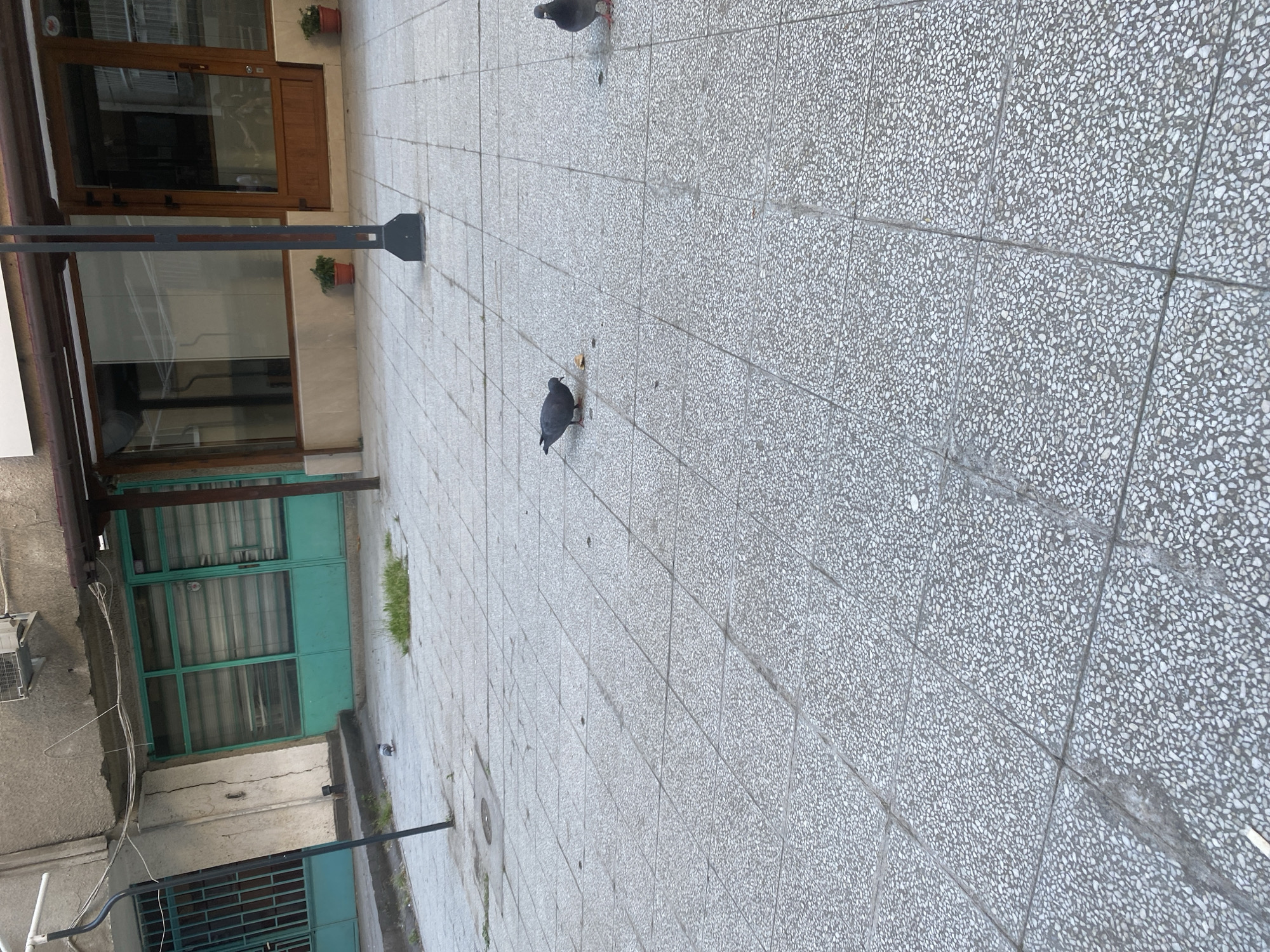 The scene is an outdoor area in Sofia, Bulgaria, primarily a paved courtyard or open space between buildings. The ground is covered in gray, speckled tiles. Two pigeons are present: one in the center of the frame pecking at something on the ground and the other one positioned in the upper-center of the scene. There are buildings on the left and top edges of the image. The buildings on the left have green framed glass storefront windows. The building at the top has glass doors and windows and flower pots on the sidewalk in front of the store. A metal street lamp is also visible in the upper-left quadrant of the image.