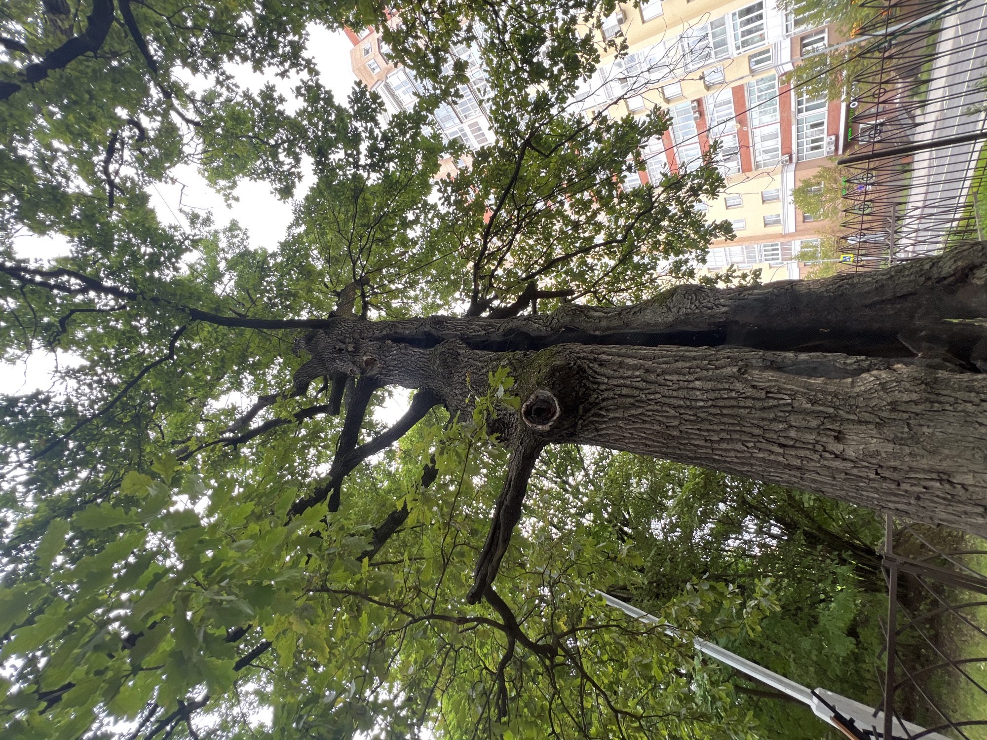 An outdoor, low-angle shot captures a massive, old oak tree with a split trunk in the foreground. The tree's gnarled branches and lush green leaves dominate the upper portion of the frame, creating a canopy that partially obscures the sky. To the right of the tree, a modern multi-story apartment building with a light yellow facade and red brick accents is visible. A dark metal fence runs along the bottom of the image, separating the viewer from a paved area and greenery. A white pole with some attachments is partially visible to the left of the tree. The lighting suggests an overcast day.