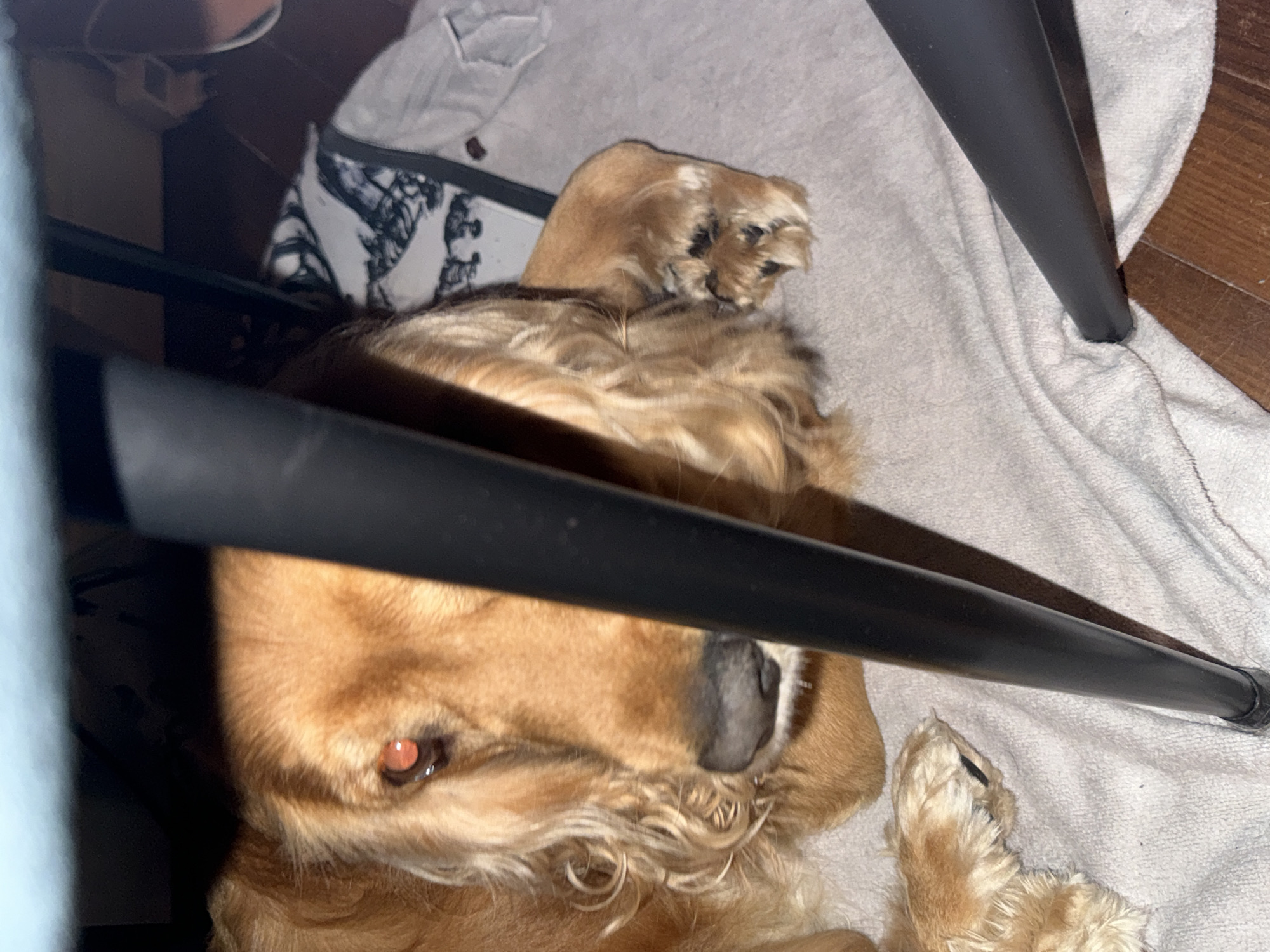 An adult, golden-brown Cocker Spaniel dog is lying on a light-colored towel under a piece of furniture, likely a table. The dog's head is angled towards the camera, with its face partially obscured by dark, vertical legs of the furniture. The dog's right eye is visible, reflecting light and appearing reddish. Its nose is black and wet-looking. Long, wavy fur covers its head and ears. Its paws are also visible, resting on the towel. A black and white patterned cloth is visible behind the dog. The floor beneath the towel appears to be wooden. The scene is dimly lit, suggesting an indoor environment.
