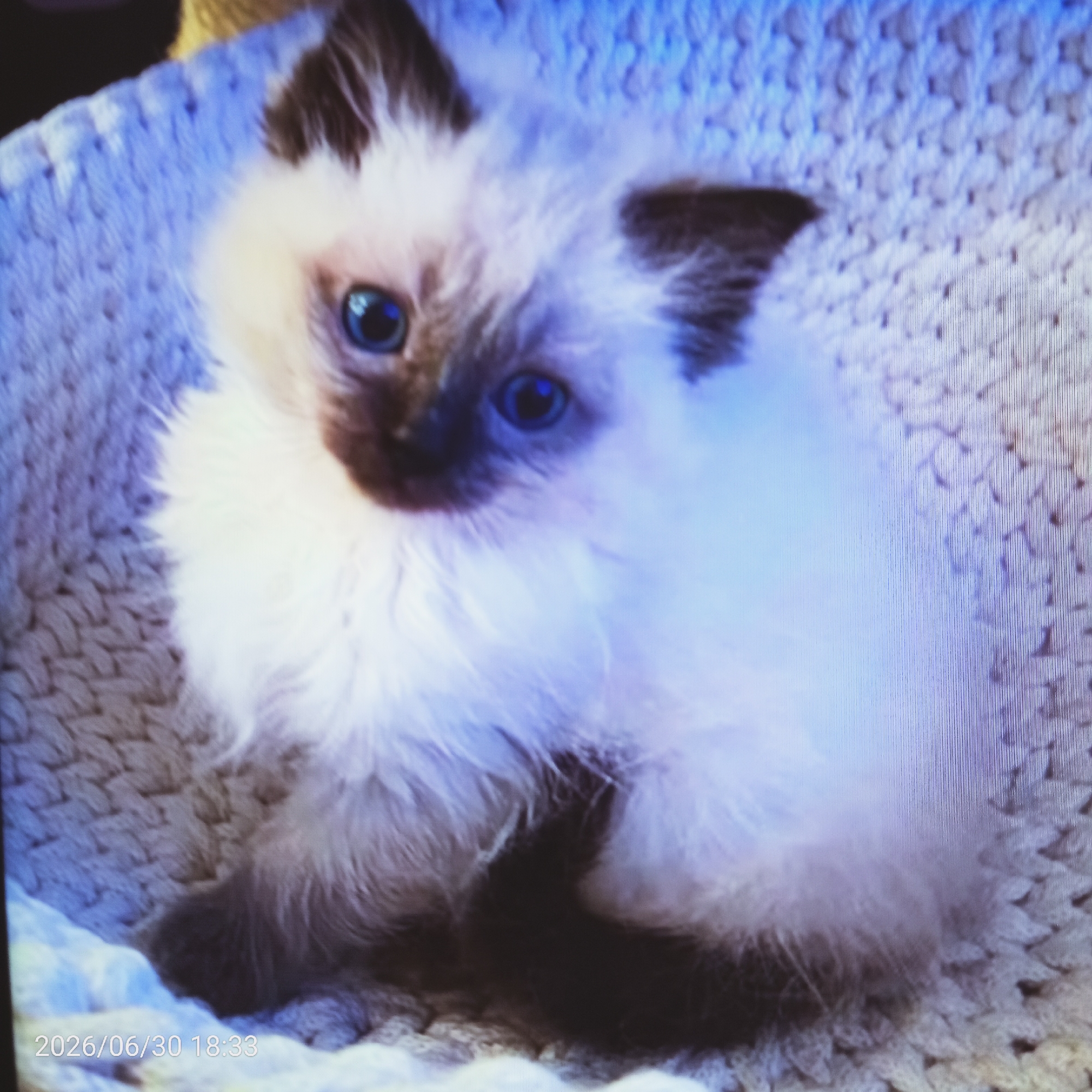 A fluffy, light-colored kitten with blue eyes sits in a woven basket. The kitten has dark brown markings on its ears and face, contrasting with its white fur. The basket appears to be made of a soft, possibly knitted or crocheted material, with a textured pattern. The lighting in the image is somewhat dim, with a blueish tint, suggesting it may be indoors or taken at dusk. The kitten looks directly at the camera, with a curious or perhaps slightly timid expression. The overall impression is one of a young, domestic animal in a comfortable resting place. Visible text in the bottom left corner reads "2026/06/30 18:33".