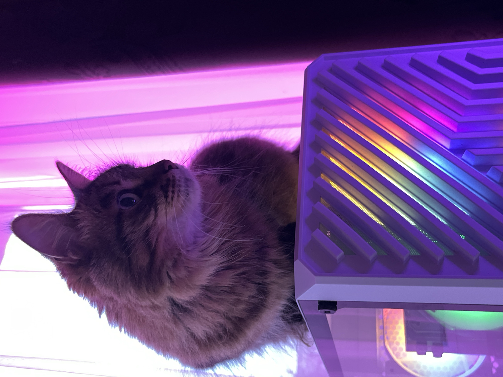 A long-haired tabby cat is perched on top of a white computer tower case, which is illuminated by colorful RGB lighting. The cat is looking to the right, with its ears perked up. The background is a softly lit pink curtain. The image appears to be taken indoors. There are no identifiable features indicating the location in Babruysk, Belarus.
