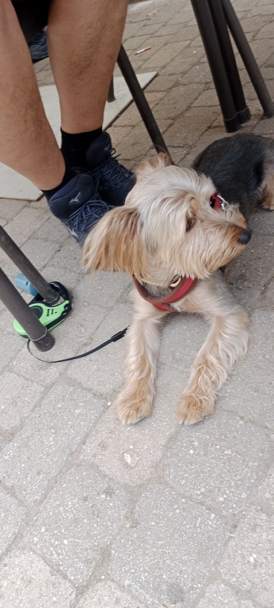 A Yorkshire Terrier lies on a paved surface. The dog is wearing a red harness and is attached to a leash. A person's legs are visible in the upper left corner of the image, wearing black socks and blue sneakers. There are metal chair legs and a green object with the letters "II." on it in the foreground. The scene appears to be outdoors in a public area, possibly a patio or park. The photo was taken in Riaza, Spain.