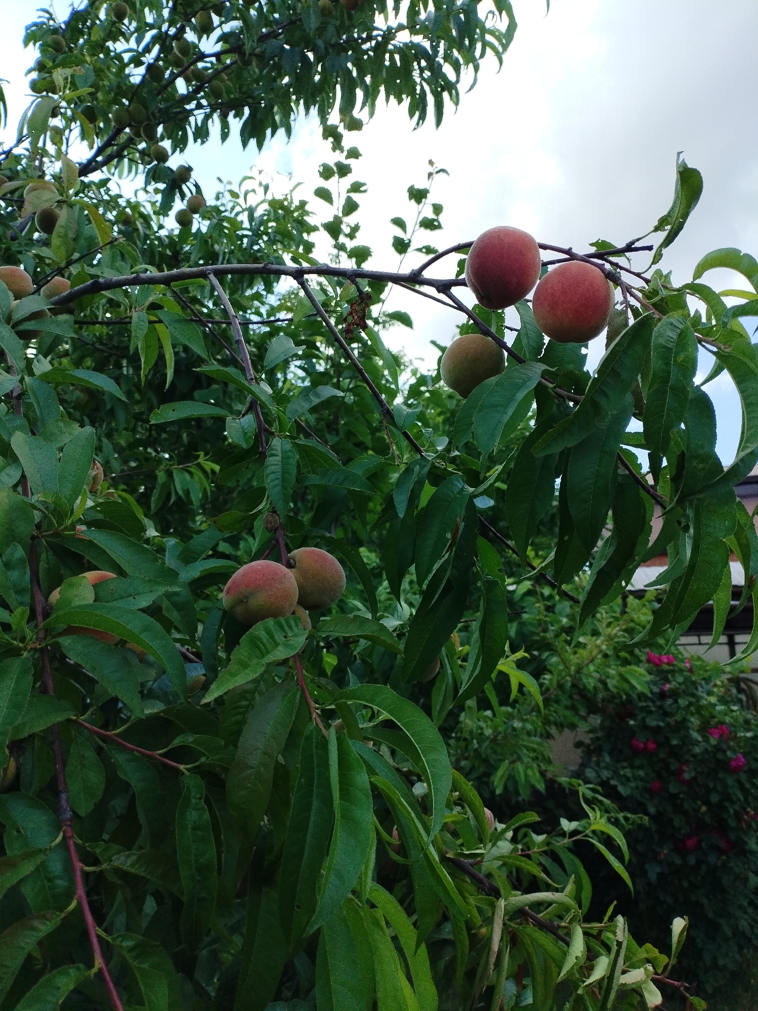 This media file captures a close-up view of several ripe peaches on a tree branch, with lush green leaves surrounding them. The scene is set outdoors, amidst the foliage of a peach tree, with glimpses of a building and pink roses in the background, suggesting a residential garden. The focus is on the fruits themselves, which vary in color from light green to a reddish-orange hue, indicating they are in different stages of ripeness. The sunlight filtering through the leaves creates a dappled effect, and the overall impression is one of natural abundance and the promise of a harvest. The weather appears to be overcast, with a bright sky visible through the branches. The location is identified as Vinogradny, Russia, which might imply a specific season, likely late summer or early autumn, when peaches are typically ready to be picked in this region. There is no visible text in the image.