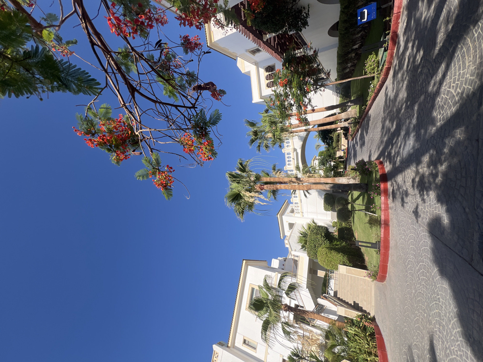 This image depicts a sun-drenched scene in Sharm El Sheikh, Egypt, likely within a resort or hotel complex. The foreground features a paved driveway with a circular pattern, casting long shadows from the surrounding palm trees and foliage. To the left, a white building with multiple floors and staircases is visible, surrounded by lush greenery and more palm trees. In the center, a large archway spans the driveway, connecting two sections of white buildings. The buildings exhibit traditional Mediterranean architectural elements, with white walls and terracotta-tiled roofs. Blooming trees with bright red flowers are prominent in the upper right quadrant, their branches extending towards the clear, vibrant blue sky. The overall impression is one of a tranquil and well-maintained tropical environment.