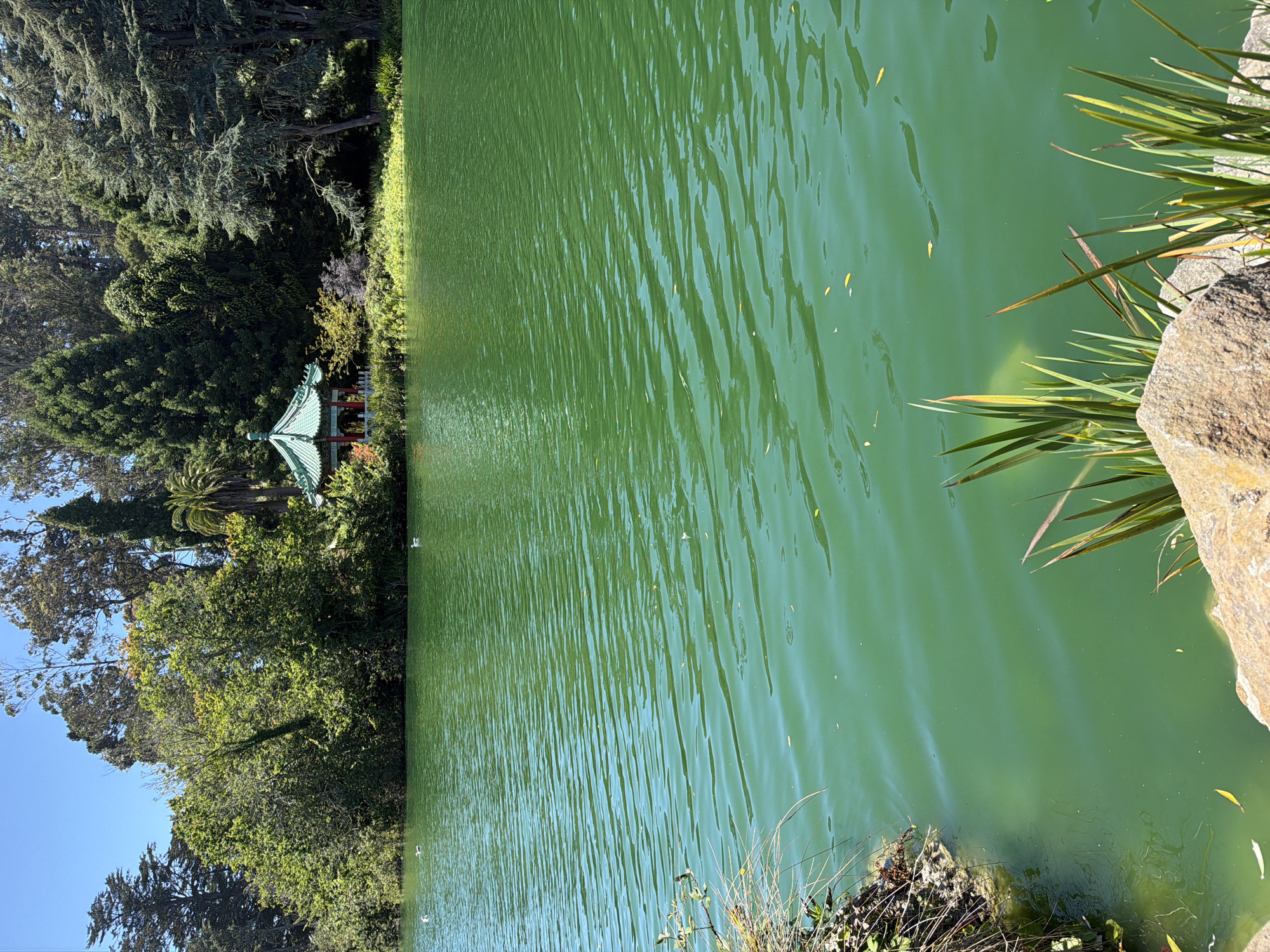 This is an image of the Japanese Tea Garden in San Francisco, California, United States of America. The scene depicts a vibrant green body of water, likely a pond or lake, with gentle ripples across its surface. In the background, a lush green landscape rises, characterized by a dense collection of trees of various types and sizes, with a clear blue sky overhead. Nestled amongst the foliage, a traditional Japanese-style pagoda with a green, multi-tiered roof and red accents is visible. The foreground of the image features the edge of the water with some aquatic plants and rocks. Several white birds, possibly ducks or geese, are scattered on the water. The lighting suggests a sunny day, casting bright highlights on the water and illuminating the foliage.