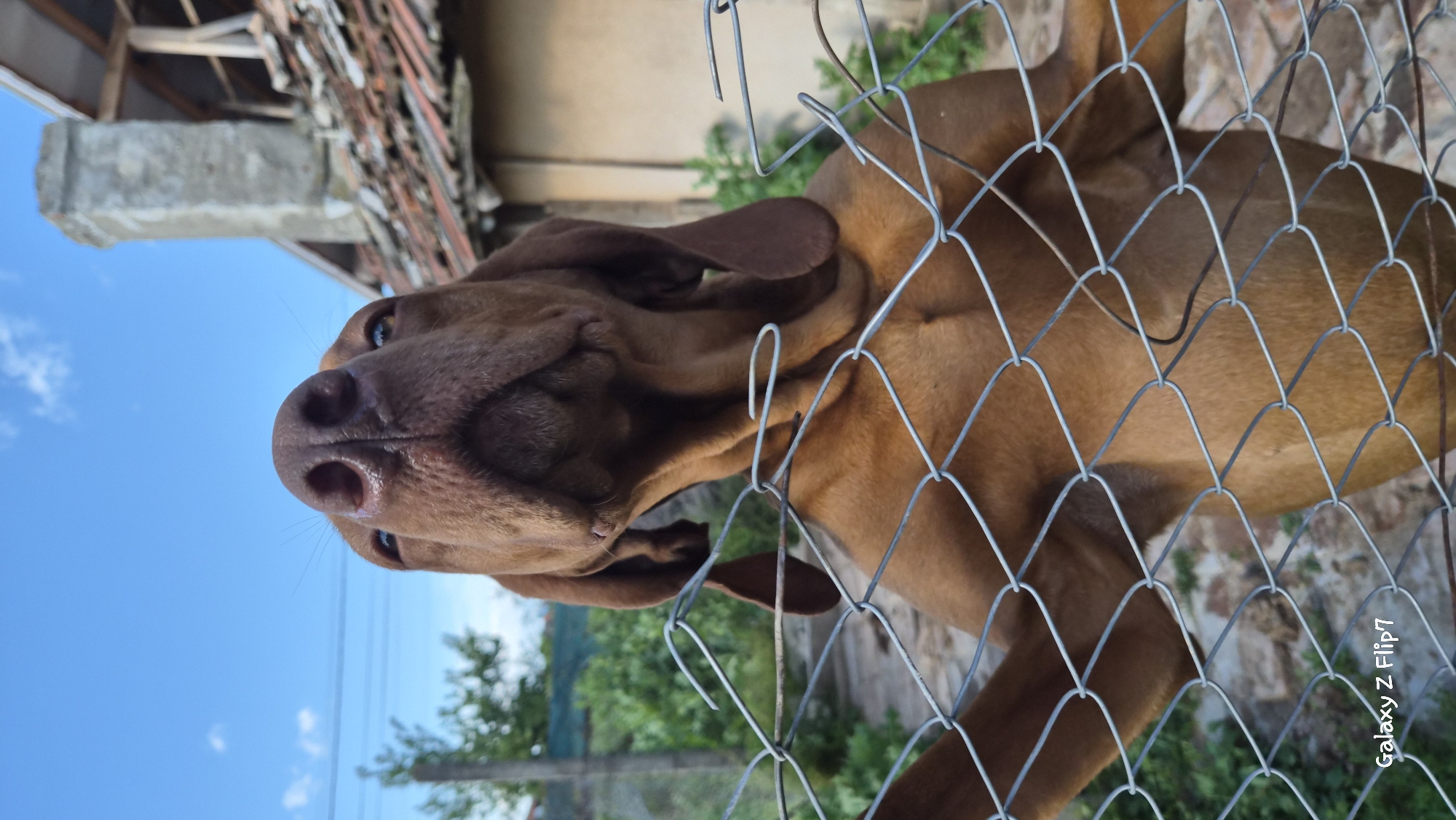 A close-up shot of a reddish-brown Vizsla dog is peering through a chain-link fence. The dog's nose is the most prominent feature, with its eyes just visible above. Behind the dog and fence is a mix of vegetation and a building structure, with a bright blue sky visible in the top left corner. The location is Kalipetrovo, Bulgaria. A digital watermark is visible in the bottom right corner.