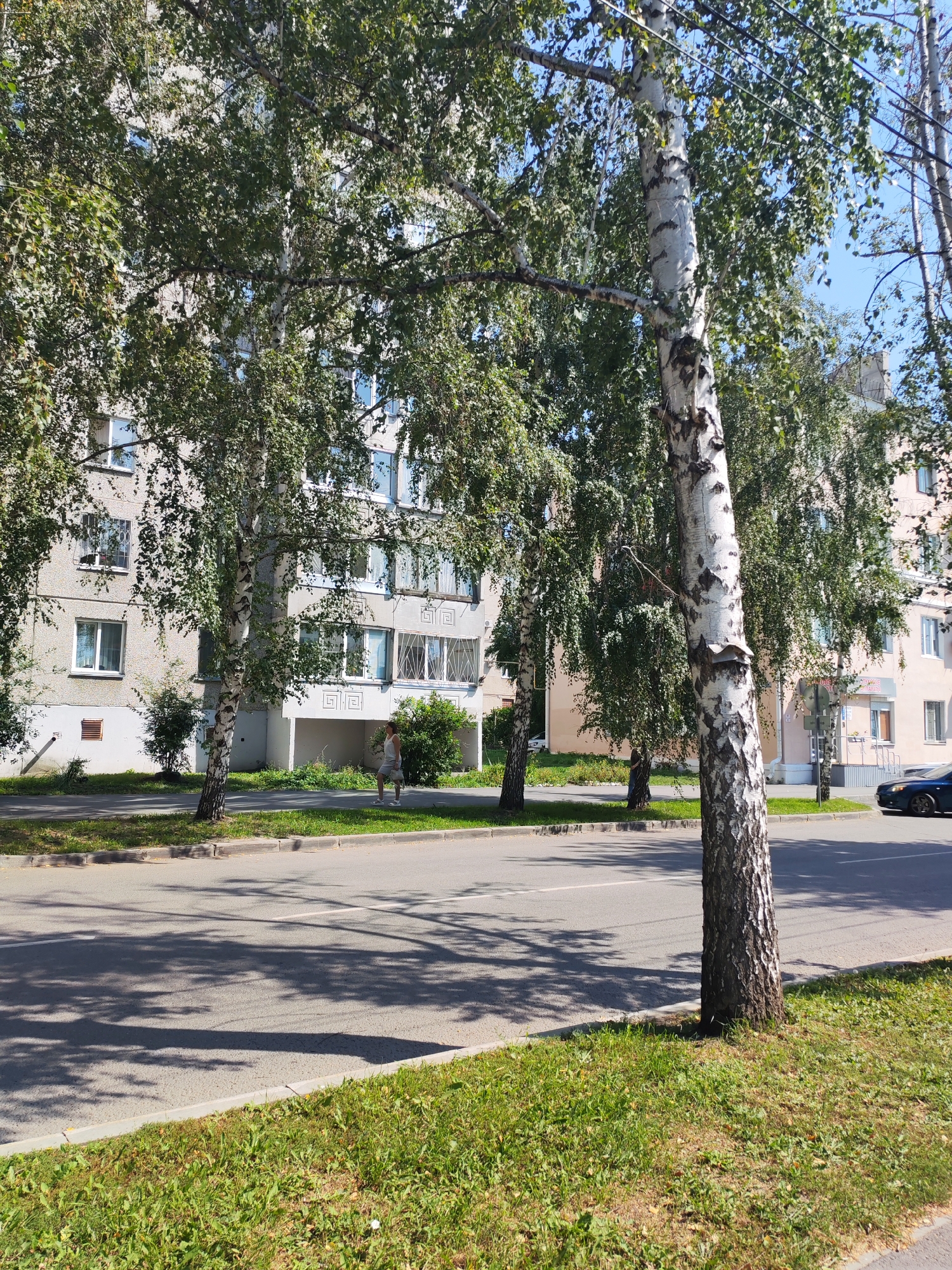 A medium shot captures a sun-drenched street scene in a city on a clear day. The foreground is dominated by a paved road with a white line marking the lane, bordered by a strip of green grass. A tall, slender birch tree with distinctive white bark and dark markings stands prominently on the right side of the image, its branches extending towards the viewer. Further back, a sidewalk runs parallel to the road, and a few people are walking or standing. Beyond the sidewalk, a multi-story apartment building with a light-colored facade and numerous windows is visible. Lush green trees with dense foliage line the sidewalk and partially obscure the building. Shadows from the trees are cast across the road and sidewalk, indicating the bright sunlight. A few cars are parked or driving on the road. The sky is a clear, pale blue.