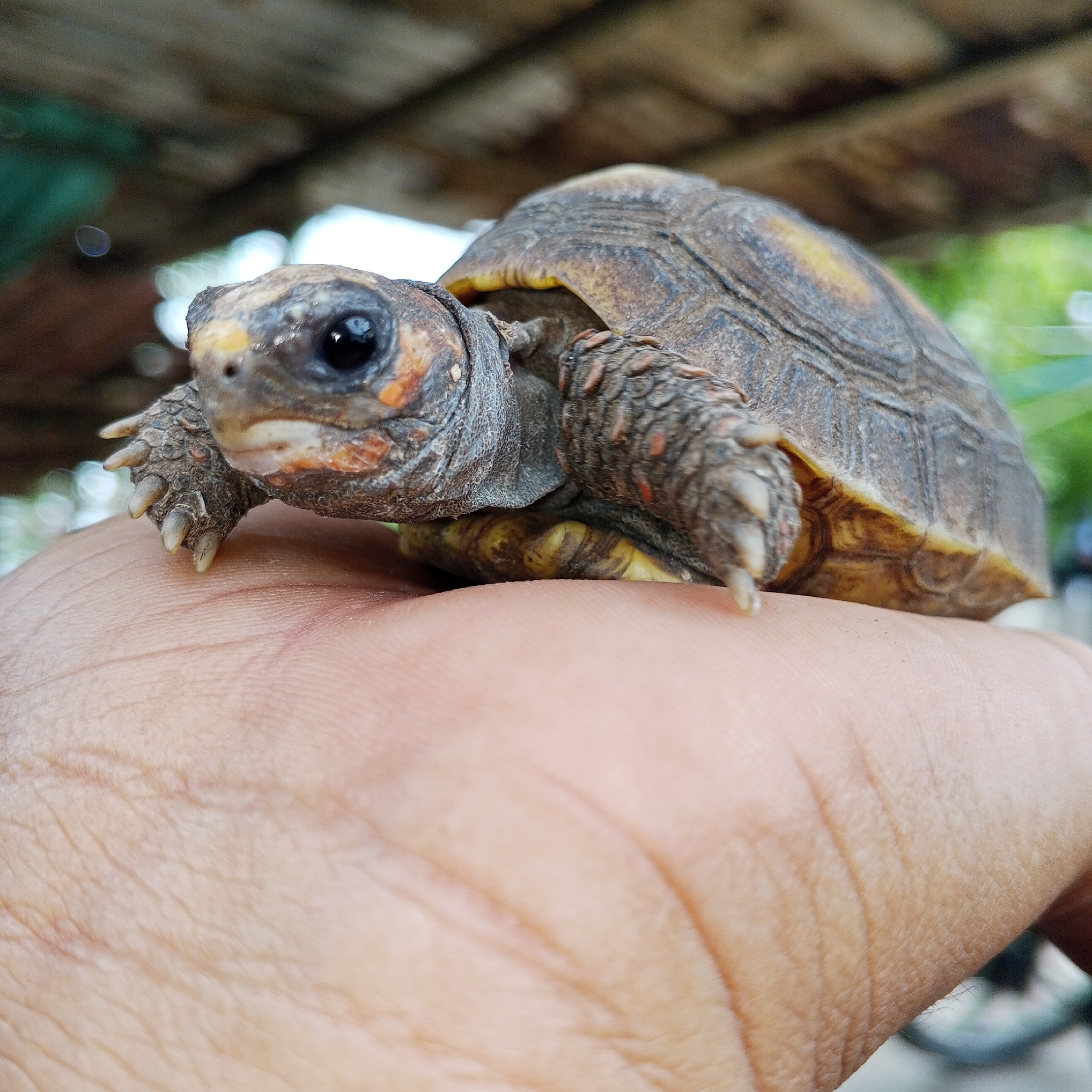 A close-up shot shows a small tortoise resting on a person's palm. The tortoise has a brown and yellow shell with textured scales. Its head is visible, featuring dark eyes and orange markings around the snout. The tortoise's front legs and claws are also visible, resting on the skin of the palm. The palm displays distinct lines and texture. The background is blurred, showing hints of greenery and a wooden structure, suggesting an outdoor environment. The image appears to have been taken in Altagracia, Venezuela.