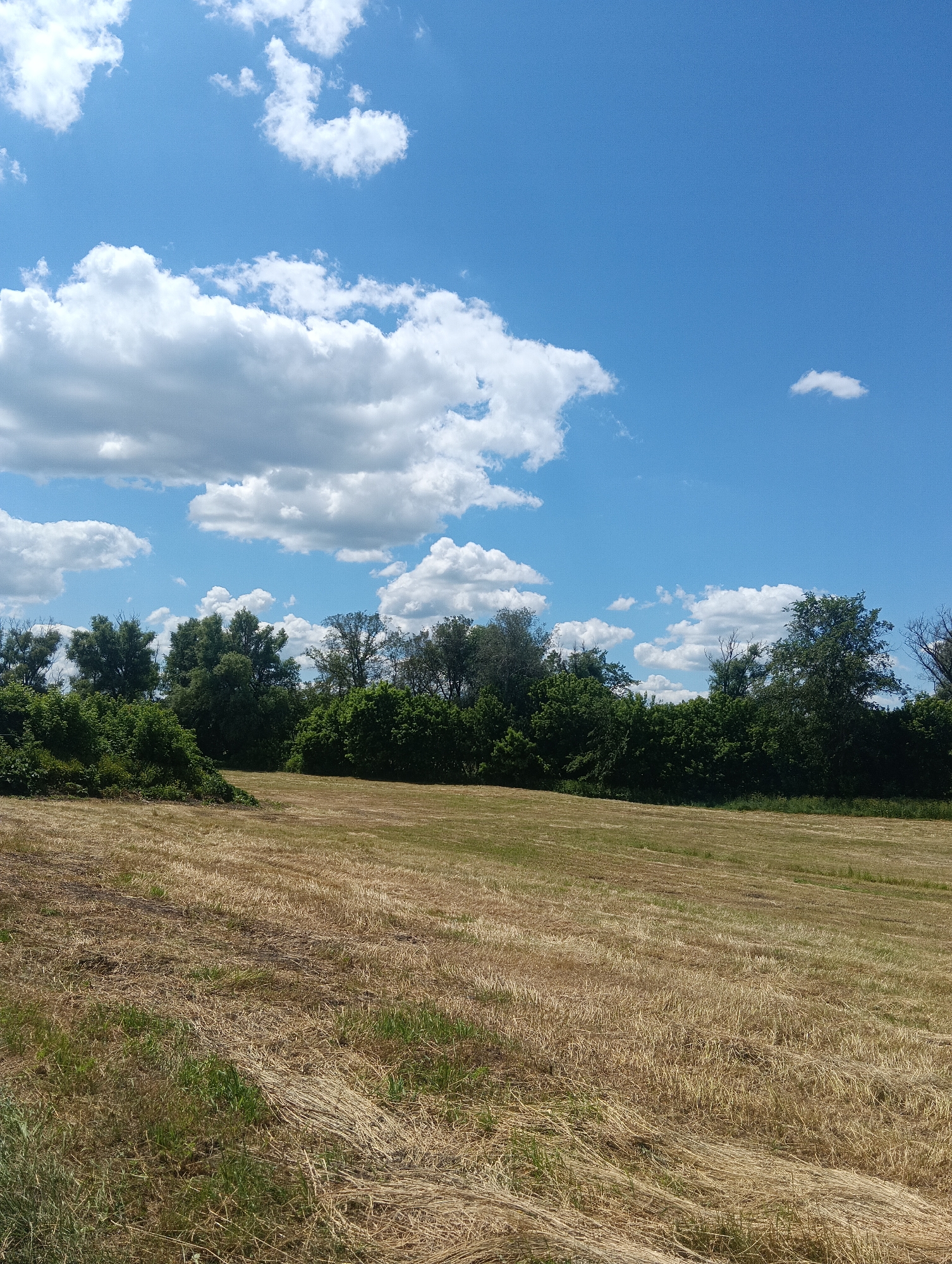 A wide shot shows a harvested field in the foreground under a bright blue sky filled with fluffy white clouds. A line of dense green trees forms the horizon behind the field. The field itself is covered in dry, yellowed grass and straw, with some green grass emerging in the lower left corner. The trees are a mix of deciduous varieties, with some taller trees interspersed with shorter bushes. The sky occupies the top half of the image, with the clouds appearing voluminous and well-defined. The scene appears to be a rural or semi-rural landscape.