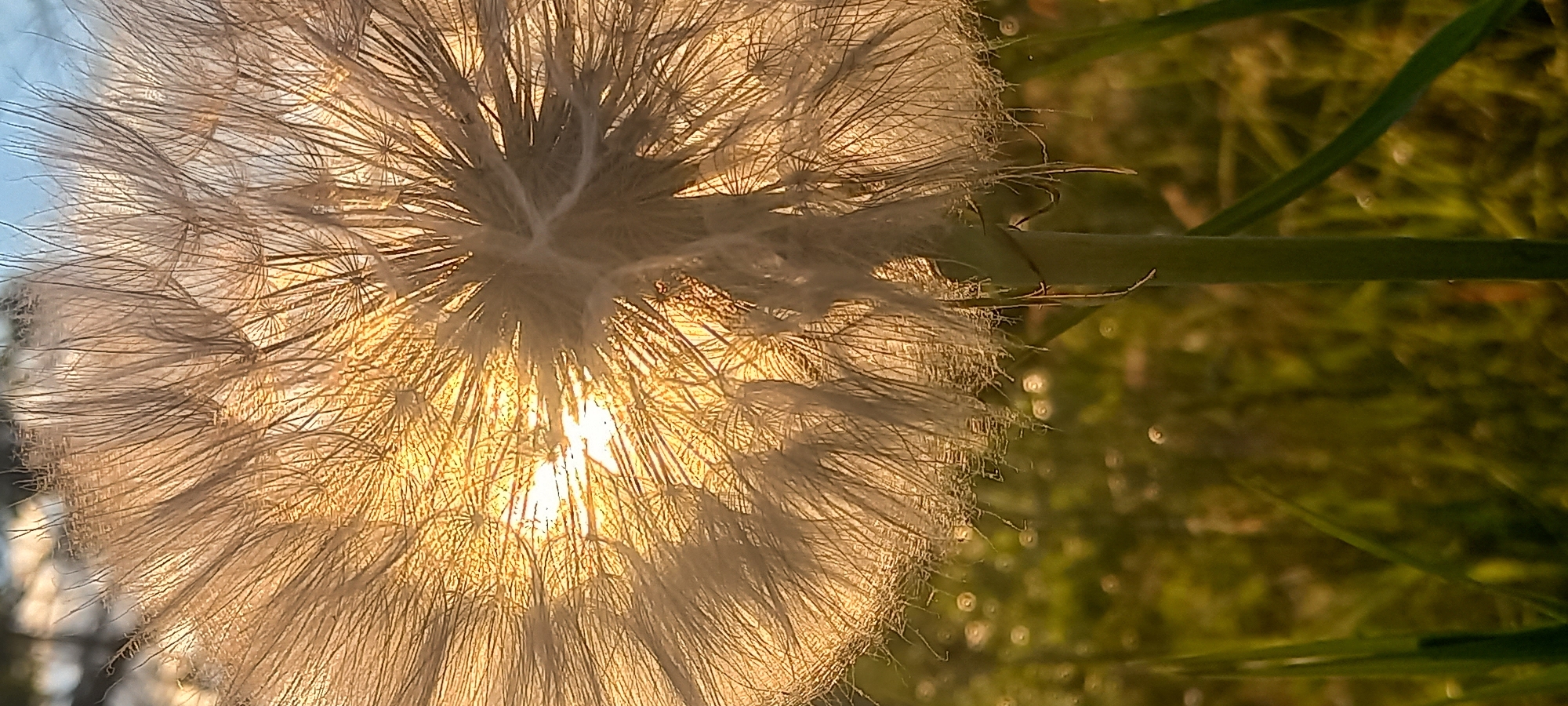 The image displays a close-up, vertical composition of a large, spherical *Tragopogon* (Goat's Beard) seed head, situated in an outdoor environment in Kryvyi Rih, Ukraine. The seed head, composed of numerous translucent, feathery pappus structures, is intensely backlit by a low-angle sun. Direct sunlight emanates from behind the seed head, creating a prominent golden-orange glow that illuminates the delicate fibers and reveals the sun's partially obscured disk as a bright burst within the central-left portion of the sphere. A thick, vertical green stem supports the seed head, extending downwards from the lower center-right. The foreground and background consist of out-of-focus green grass and foliage, exhibiting bokeh effects, with the overall lighting suggesting either early morning or late afternoon. No human subjects or man-made objects are present.