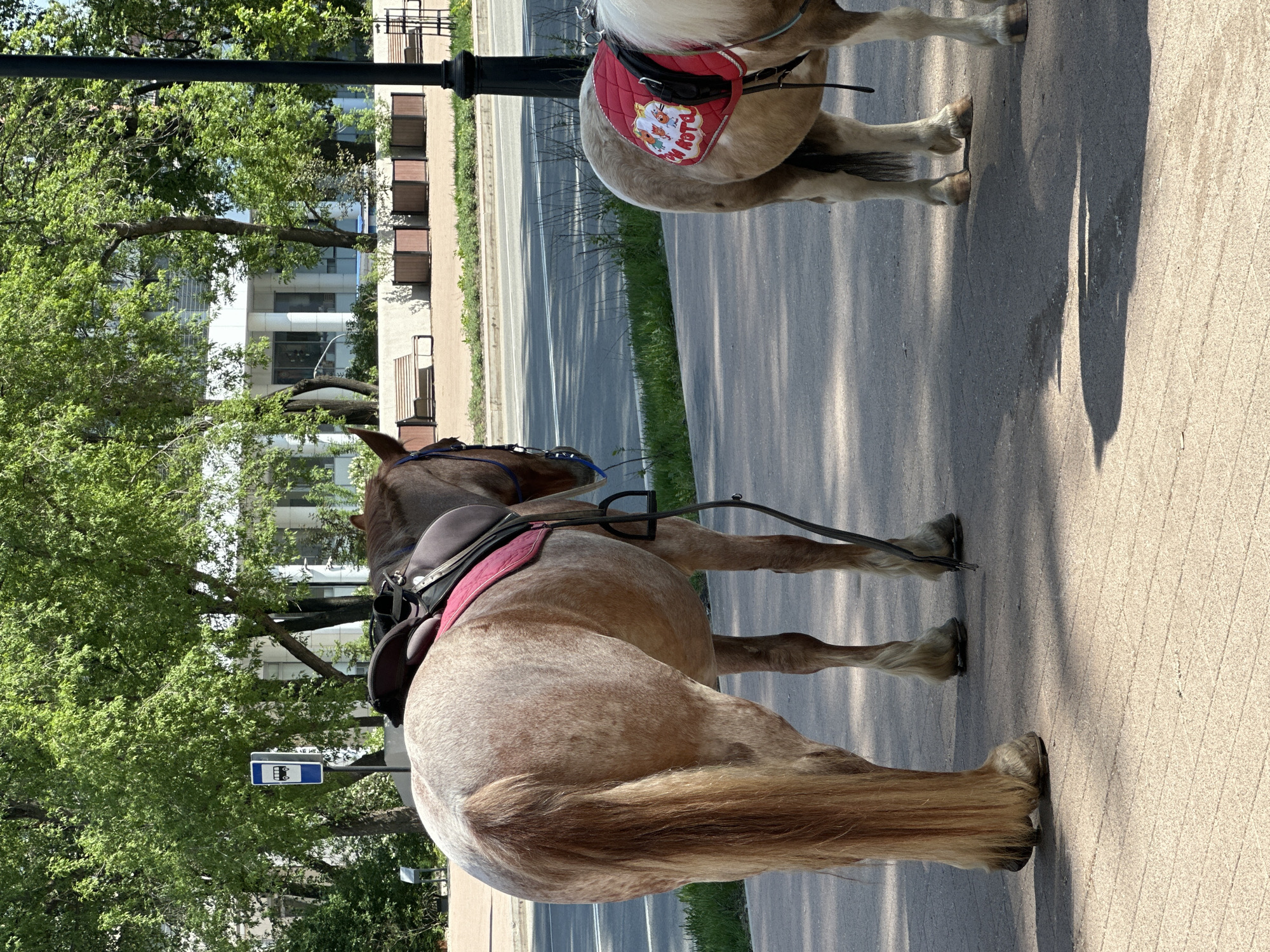 The image depicts two horses standing on a paved walkway in Perm, Russia. The primary horse is brown, saddled with a burgundy pad, and is positioned near a bus stop sign. The second horse, partially visible, is lighter in color and wears a red pad with a cartoon design. The background includes trees, a multi-story building, and a street with light traffic. A lamppost is also visible.