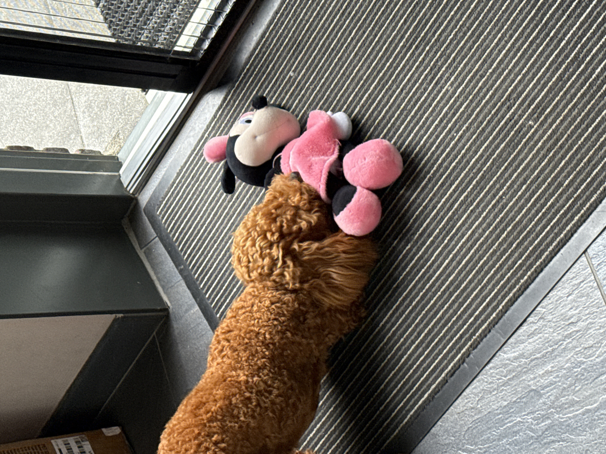 A small, reddish-brown, curly-haired dog is playing with a Minnie Mouse plush toy on a doormat in front of an open doorway. The dog is mostly out of focus, with its hindquarters and tail visible on the left side of the frame, extending towards the right. The Minnie Mouse toy is lying on its back on the doormat, with its legs and a pink skirt visible. The doormat is dark grey with thin white stripes. The doorway opens to a paved outdoor area. The image is taken from a high angle. The location of Marum, Netherlands is not visually identifiable in the image.