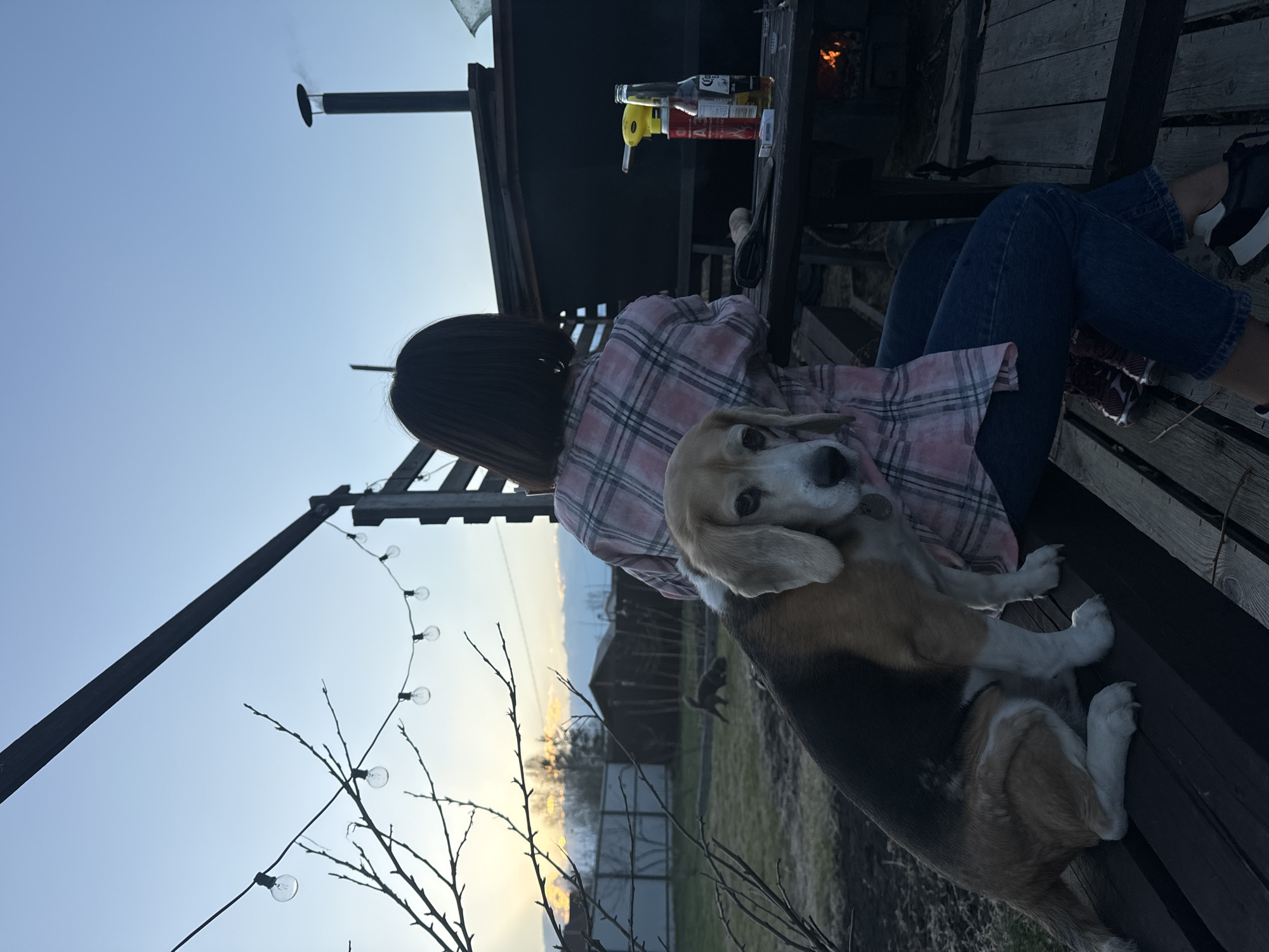 Location: Emel'yanovo, Russia.
A woman with short, dark hair sits on a wooden structure, possibly a porch or deck. She wears a pink and white plaid shirt and blue jeans. A beagle-type dog sits on her lap, facing the camera. The dog is tan and white with black markings. Behind the woman, there is a metal structure with a chimney emitting smoke. On a table next to the structure, there are several bottles and a box. A fire appears to be burning nearby. A string of lights is visible in the foreground. In the background, there is a landscape with buildings and trees. The sky is light blue, suggesting either dawn or dusk. Another dog-like animal is standing in the lawn.