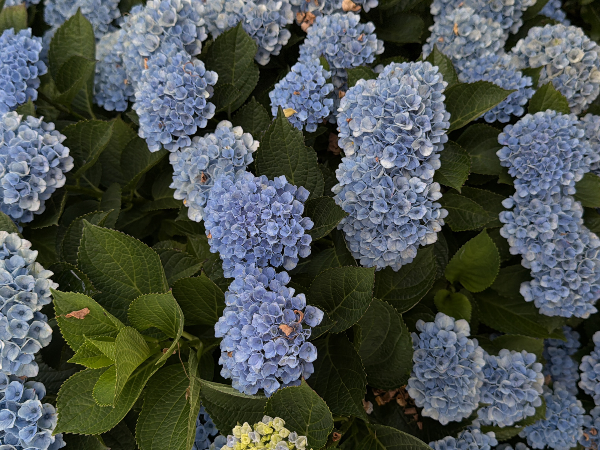 This is a close-up, eye-level, vertical, full shot of a large cluster of blue hydrangeas with vibrant green leaves. The blossoms are dense and rounded, with many small, individual florets. The leaves are broad and serrated, creating a textured backdrop. The lighting suggests it is daytime, possibly with soft, overcast conditions, as there are no harsh shadows. There are no people or animals visible in the image. The scene appears to be a garden or natural setting. This image was taken in New Westminster, Canada.
