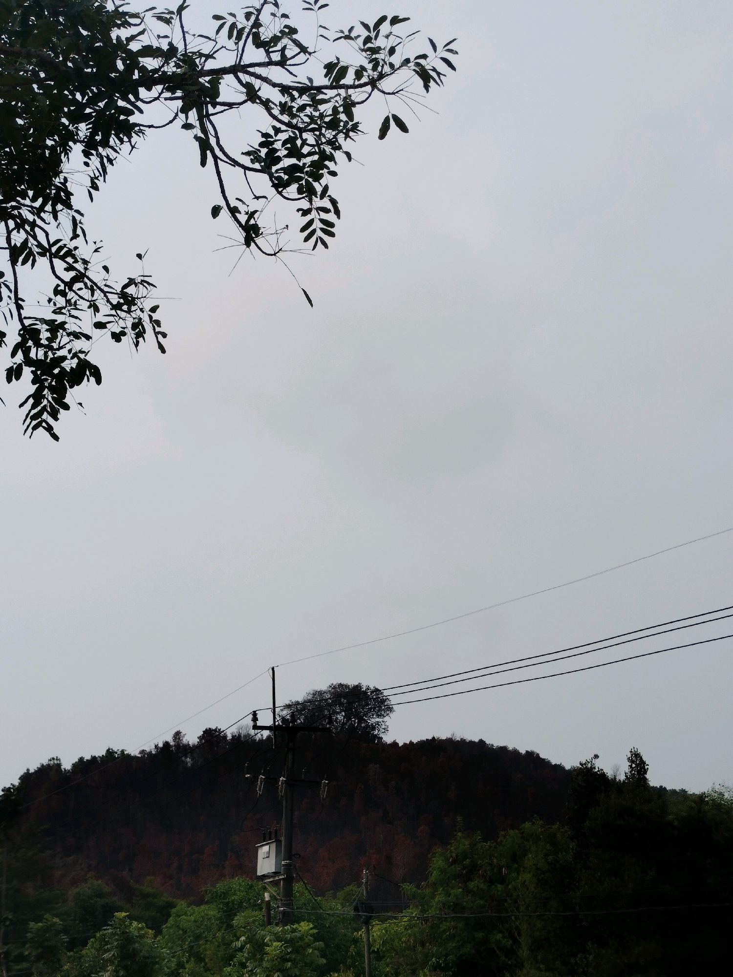 A low-angle shot captures a thick canopy of leaves and branches silhouetted against an overcast sky. Below, a dark, arid hillside rises, dotted with sparse, dark vegetation. In the foreground, a utility pole stands tall, supporting transformers and electrical wires that stretch across the frame. The scene appears to be on a hillside in Batam, Indonesia, likely during the dry season, judging by the parched landscape.