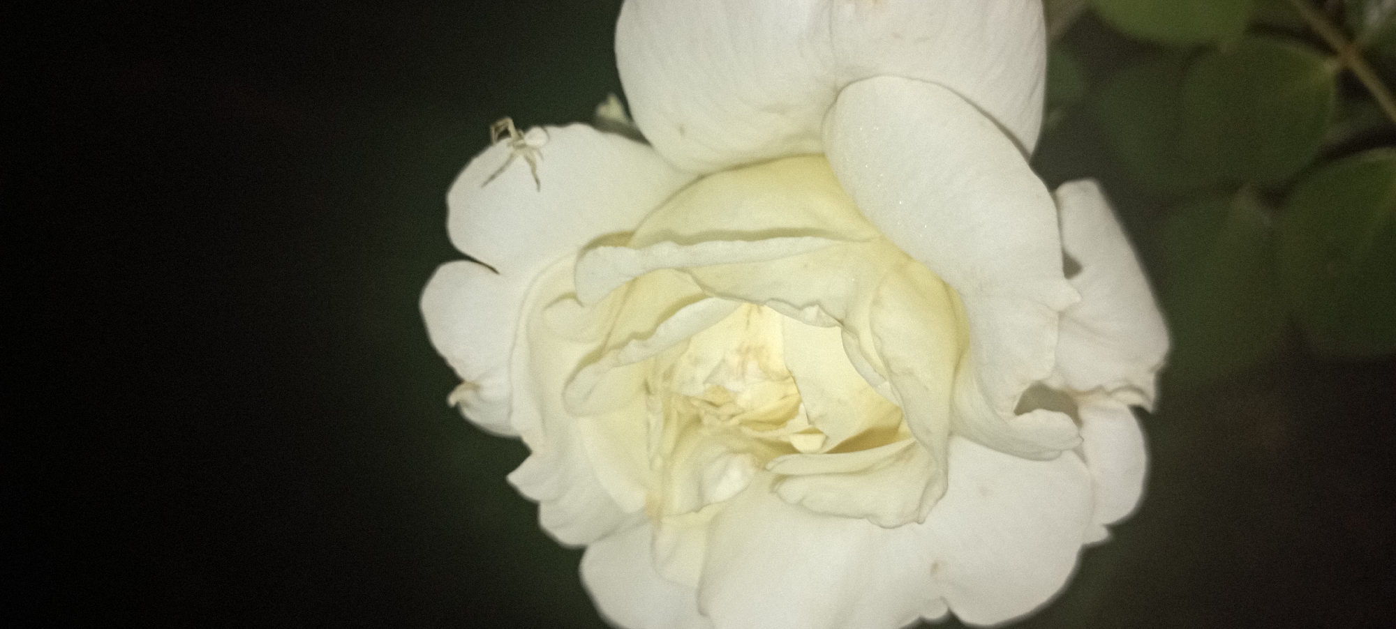 A close-up, low-light photograph captures a white rose with a small spider on one of its petals. The rose, predominantly white with hints of yellow at its center, displays delicate, layered petals. Tiny droplets of water glisten on the petal where the spider is perched. The background is a dark, out-of-focus area, suggesting the photo was taken at night or in a dimly lit environment. The image does not provide any information about the city of Radisne, Ukraine.
