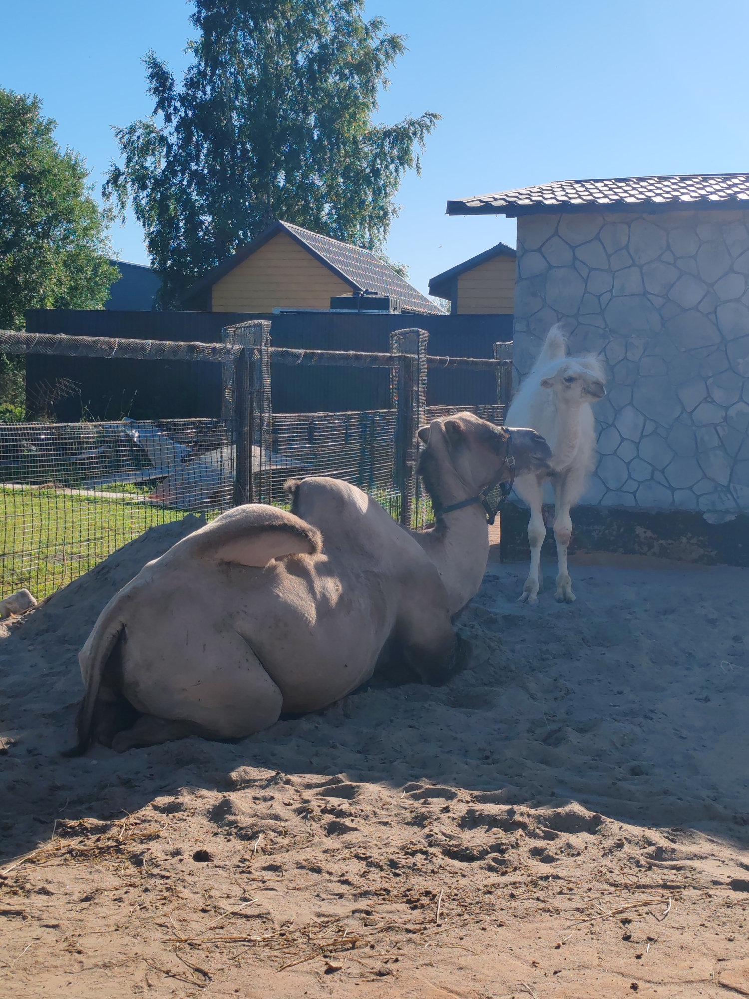 In the city of Lukashi, Russia, a zoo enclosure contains two camels on a sandy surface. The larger camel, a two-humped breed, is lying down in the foreground, facing left. A smaller, white camel stands in the background, facing the viewer. Behind the camels, a fence encloses the area. Beyond the fence, a building with a stone facade stands to the right, and to the left, a yellow structure with a dark roof and trees are visible under a clear blue sky.