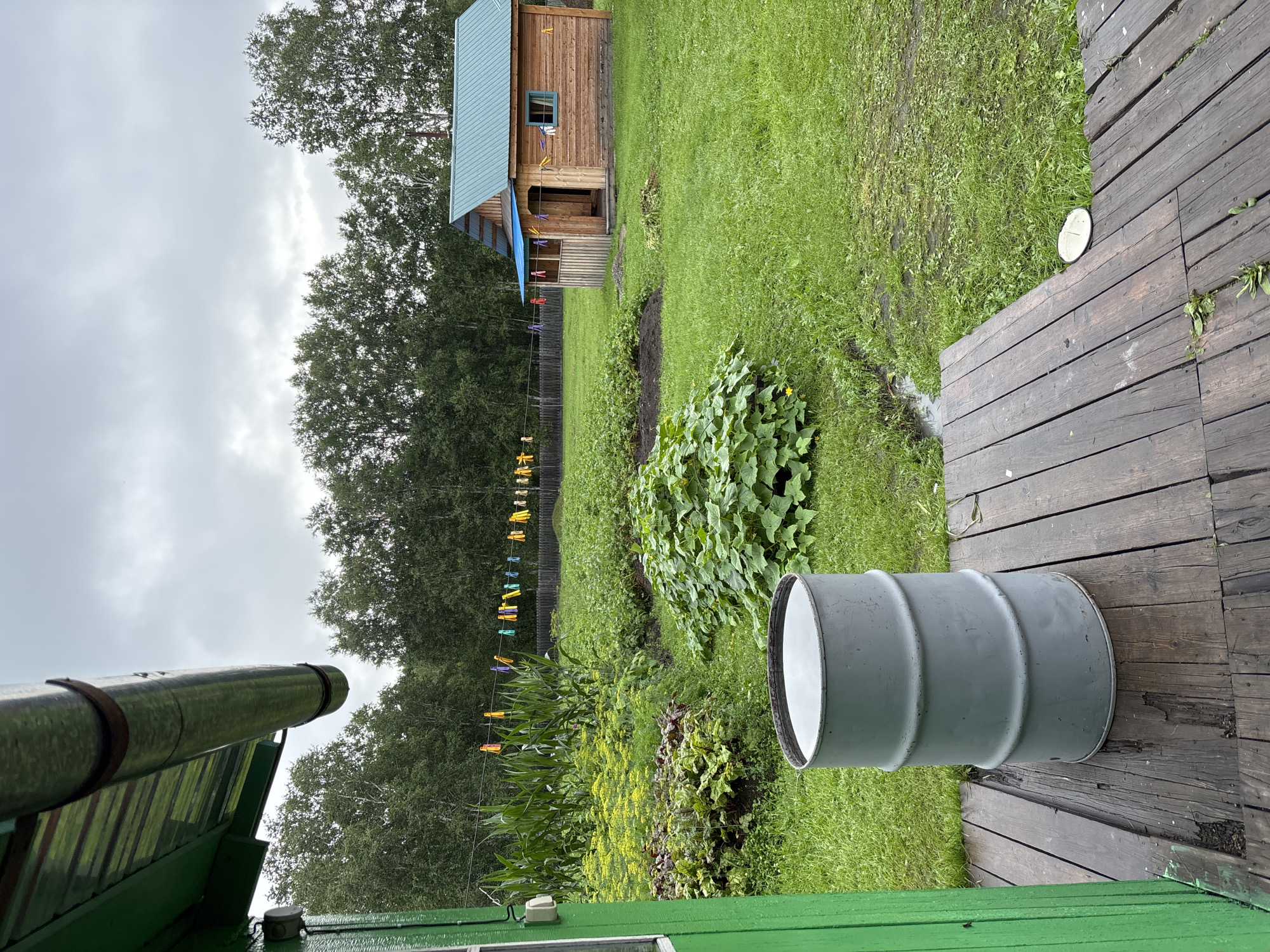 A gray metal barrel filled with water stands on a wooden deck in front of a green-painted building. Beyond the deck, a lush green garden is visible, with rows of corn, beets, and other vegetables. In the background, a small wooden house with a blue roof stands under a cloudy sky. A clothesline with colorful clothespins stretches across the garden, and a dense forest forms the backdrop. The scene appears to be a rural homestead in Gonja, Russia.