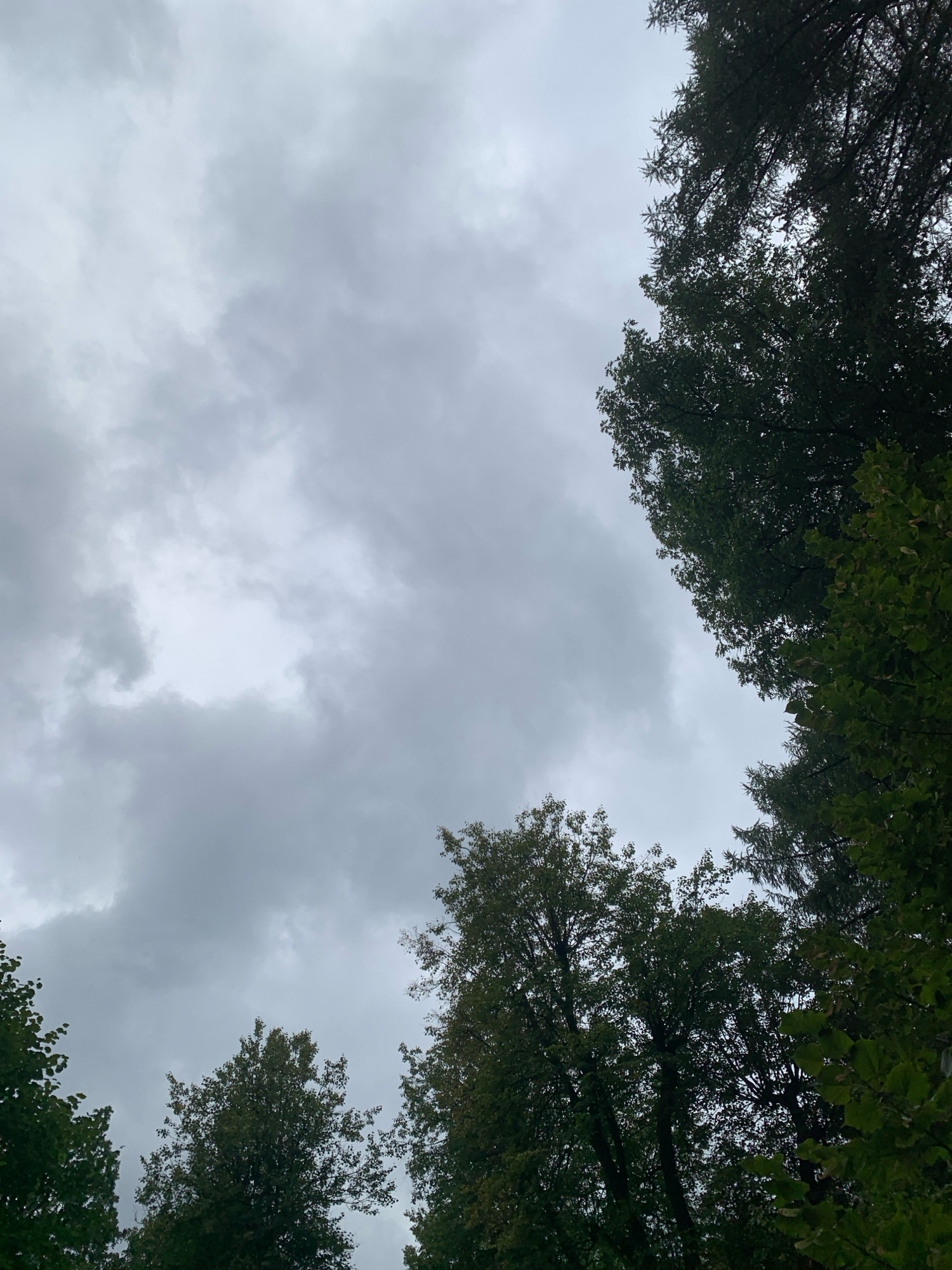 The image captures a low-angle view of a cloudy sky, with the tops of several lush green trees framing the scene from the sides and bottom. The sky is a uniform light gray, suggesting overcast conditions, with some wispy, lighter cloud formations visible in the upper portion of the frame. The trees are dense with leaves, obscuring a significant portion of the sky. There are no people, animals, or man-made structures visible in the image. The overall impression is that of a natural outdoor environment, possibly a park or a wooded area within a city, under a diffused sky. The location is specified as the city of Lviv, Ukraine.