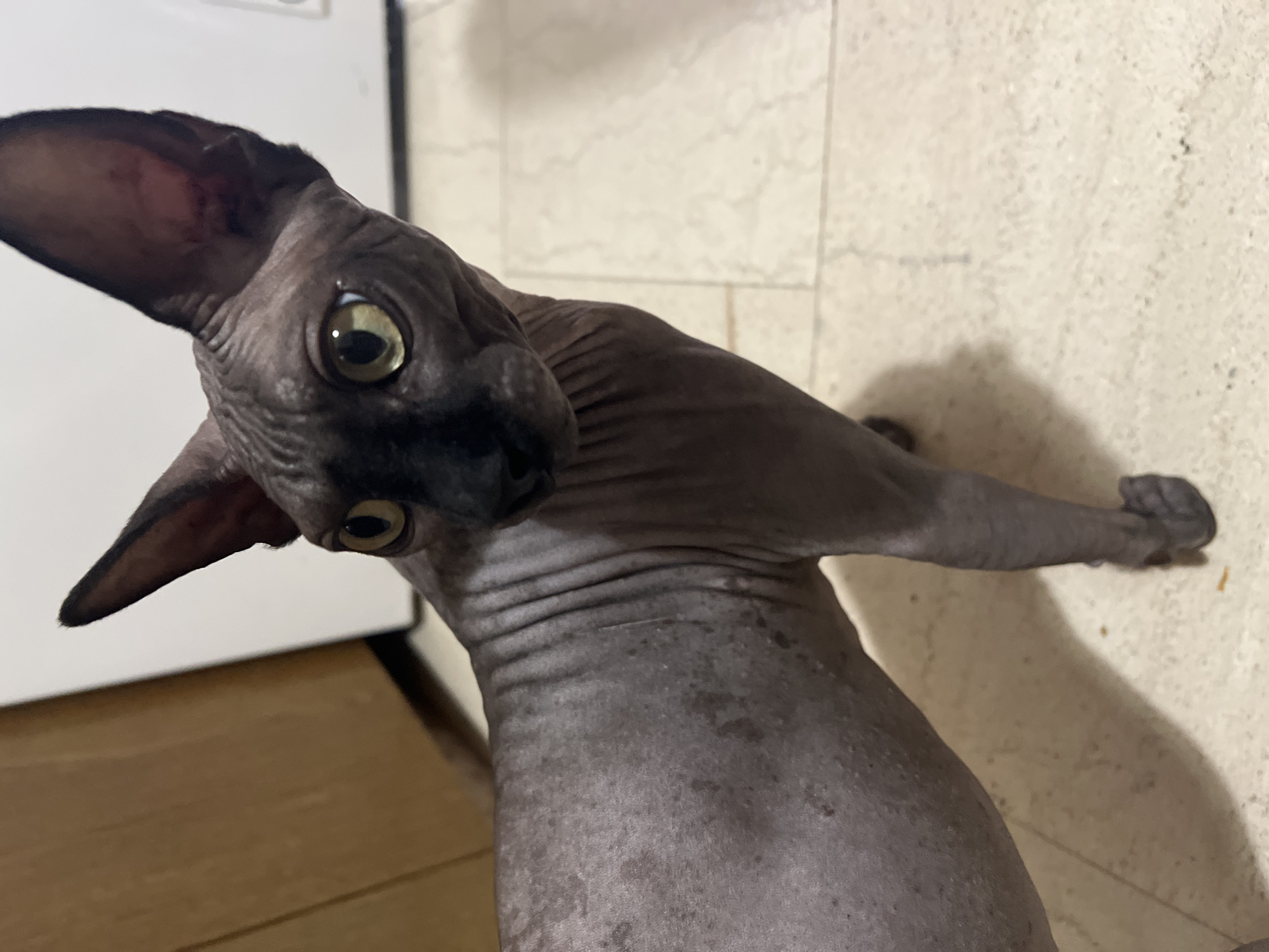 A Sphynx cat with grey wrinkled skin and large ears stands on a tiled floor. The cat is facing left and looking towards the viewer with yellow eyes. Its body is visible from the chest to the hind legs. In the background, a wooden cabinet and a white appliance are partially visible. The scene appears to be indoors, possibly in a residential setting in Kallithea, Greece.