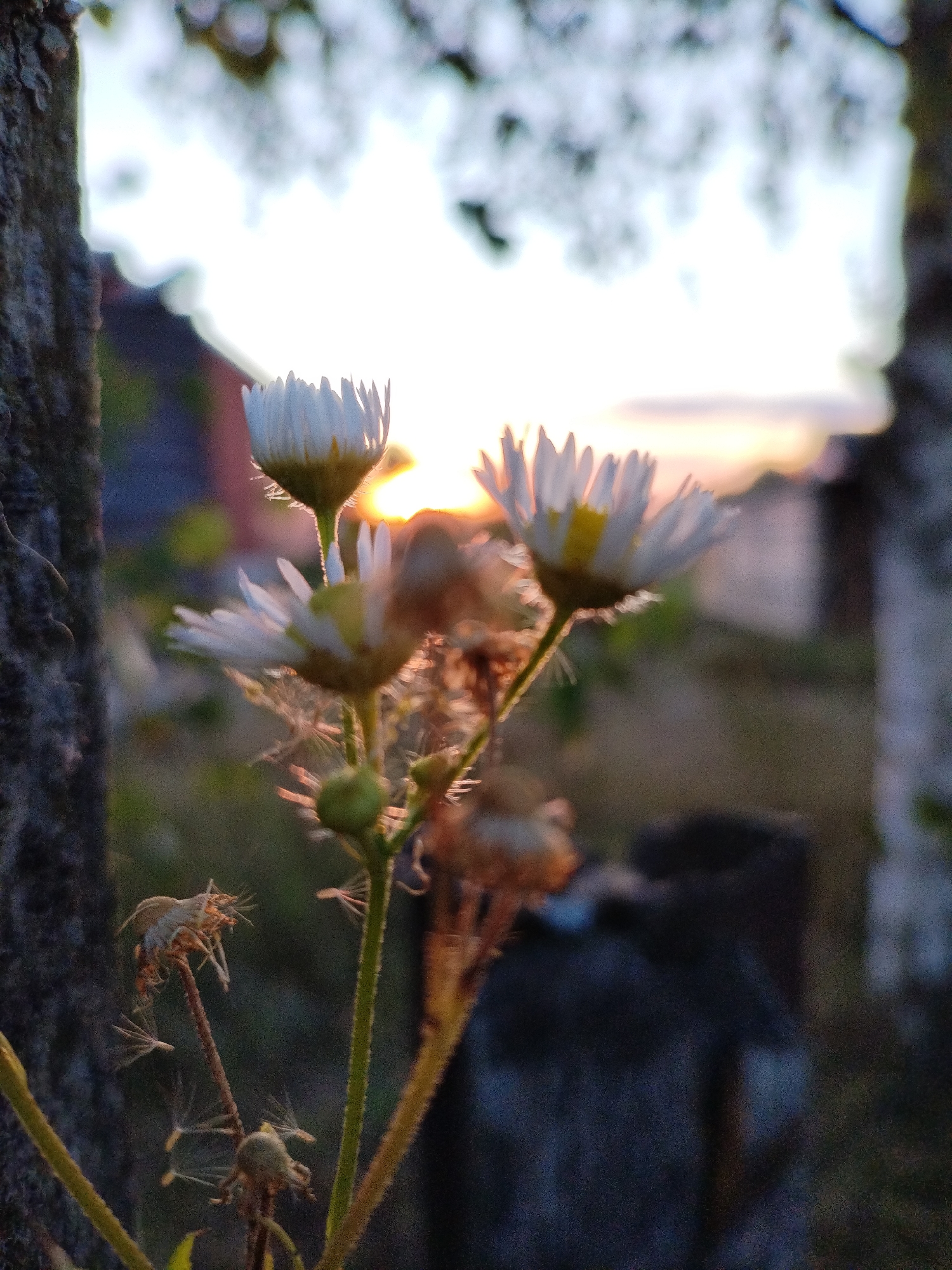 The photograph captures a close-up view of wild daisies against a soft, bokeh-blurred background at sunset. The flowers are in various stages of bloom and decay, with delicate white petals and yellow centers, some still vibrant and others beginning to wither. Tiny hairs are visible on the stems and petals, catching the fading sunlight. In the foreground, a rough-barked tree trunk anchors the left side of the frame. The background suggests an outdoor setting with hints of buildings and foliage bathed in the warm glow of the setting sun. The image composition focuses on the intricate details of the flowers, highlighting their ephemeral beauty as day transitions to night. There are no people or animals visible in the image.