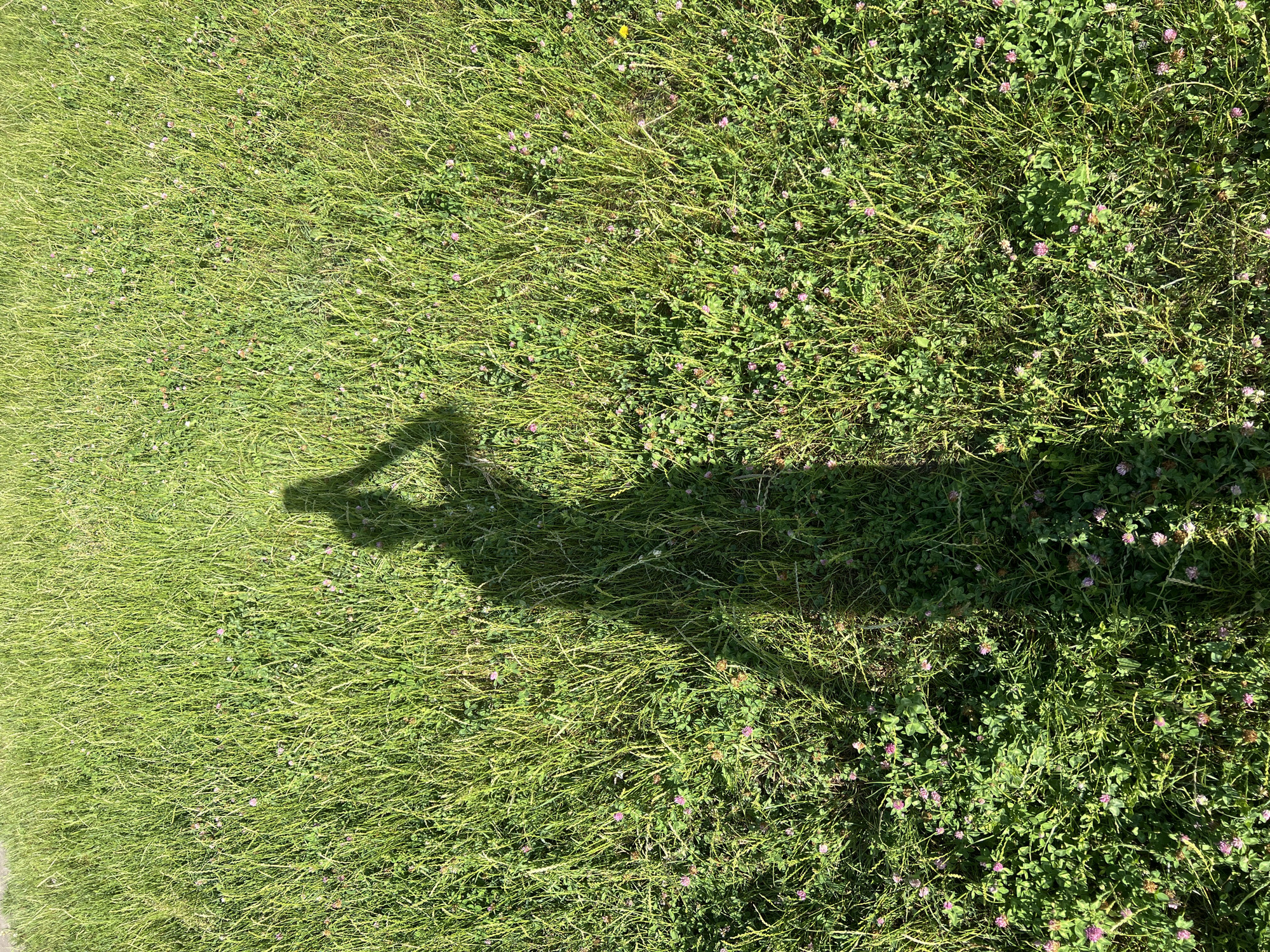 This media file is a high-angle, outdoor, ground-level shot of a grassy area with a shadow of a person visible. The grass is a mix of green and yellow hues, with some clover and small pink wildflowers interspersed throughout. The shadow, cast by a person holding something, is prominent and extends diagonally across the frame, indicating a bright light source, likely the sun, suggesting a sunny day. The texture of the grass and the small flowers are detailed, showing the natural environment. The scene appears to be a park or a lawn, given the presence of manicured greenery. There is no visible text in the image. The lighting suggests it is daytime, likely midday or afternoon due to the length and angle of the shadow. The overall mood is natural and relaxed.