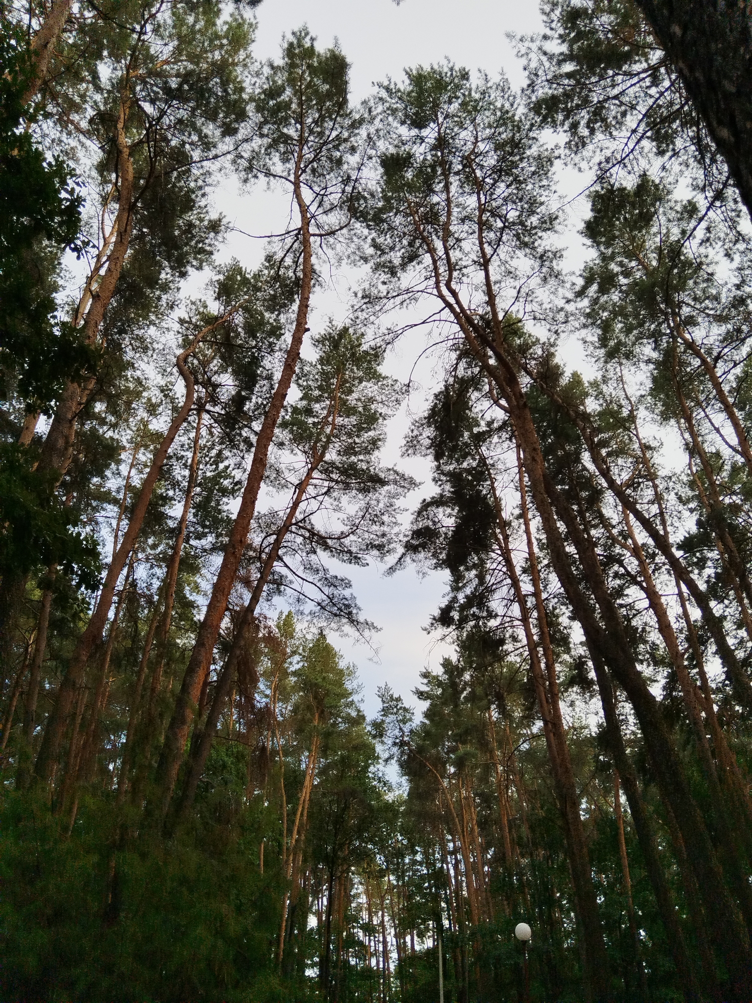 The image captures a dense forest canopy viewed from below, looking upwards towards a pale sky. Tall, slender pine trees dominate the scene, their trunks a mix of brown and grey, with branches reaching skyward and sparsely populated with green needles. The foliage creates a textured ceiling, with patches of sky peeking through. In the lower portion of the image, a darker, thicker mass of green foliage, likely undergrowth or younger trees, obscures the ground. A white spherical lamp post is partially visible in the lower right quadrant, suggesting a park or pathway within the forest. The overall impression is one of a natural, wooded environment. The location is identified as within the Хідрынскі сельскі Савет, Belarus, indicating a rural or semi-rural setting. There are no people or animals visible in the frame.