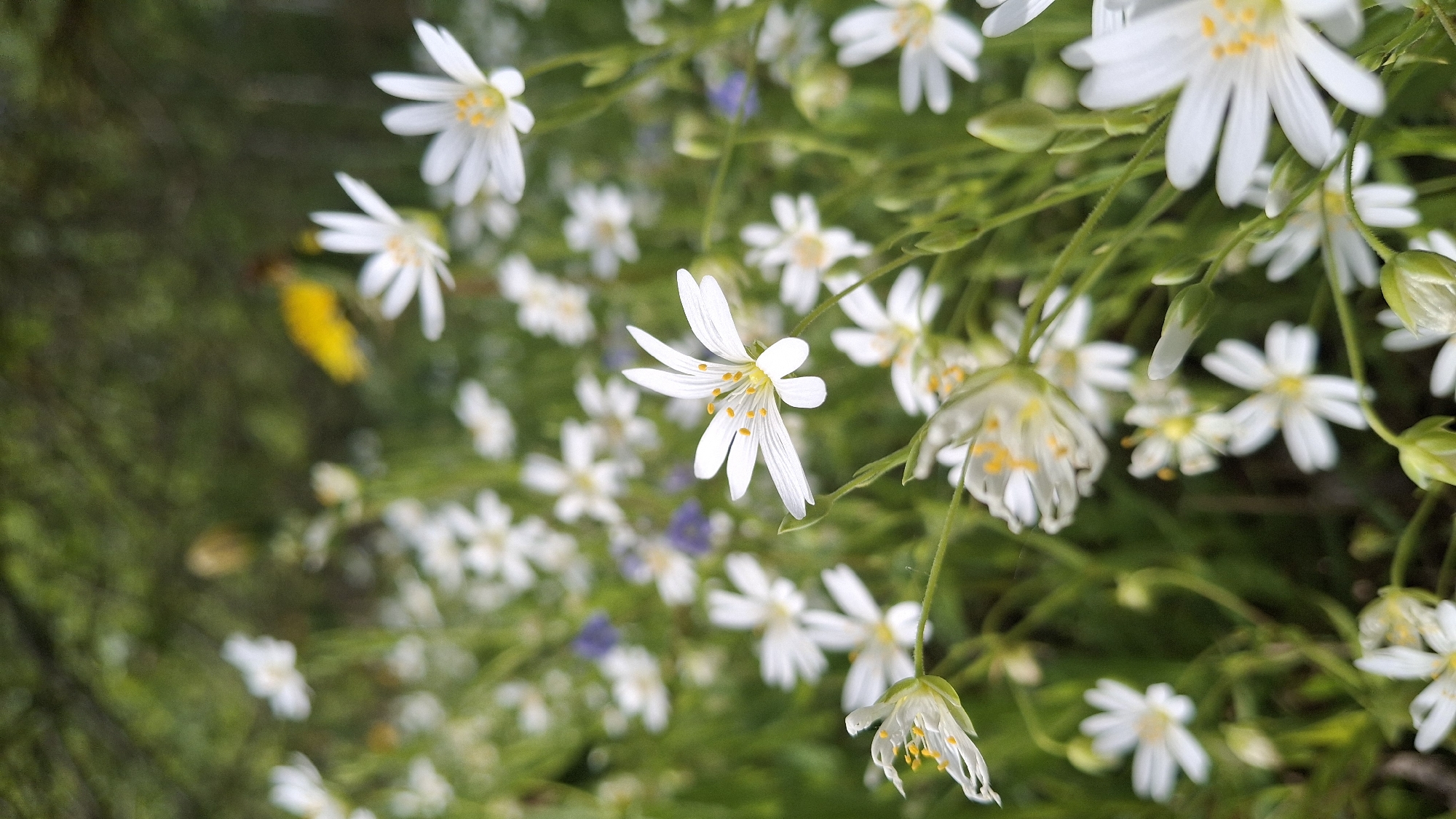 The image shows a close-up view of a patch of flowering plants. The flowers have slender white petals and yellow stamens. The background is blurred, suggesting a field or meadow. Some blurred blue flowers also visible in the background, along with green foliage. The image may have been taken in Innolovo, Russia, but there is no information in the image to confirm this.