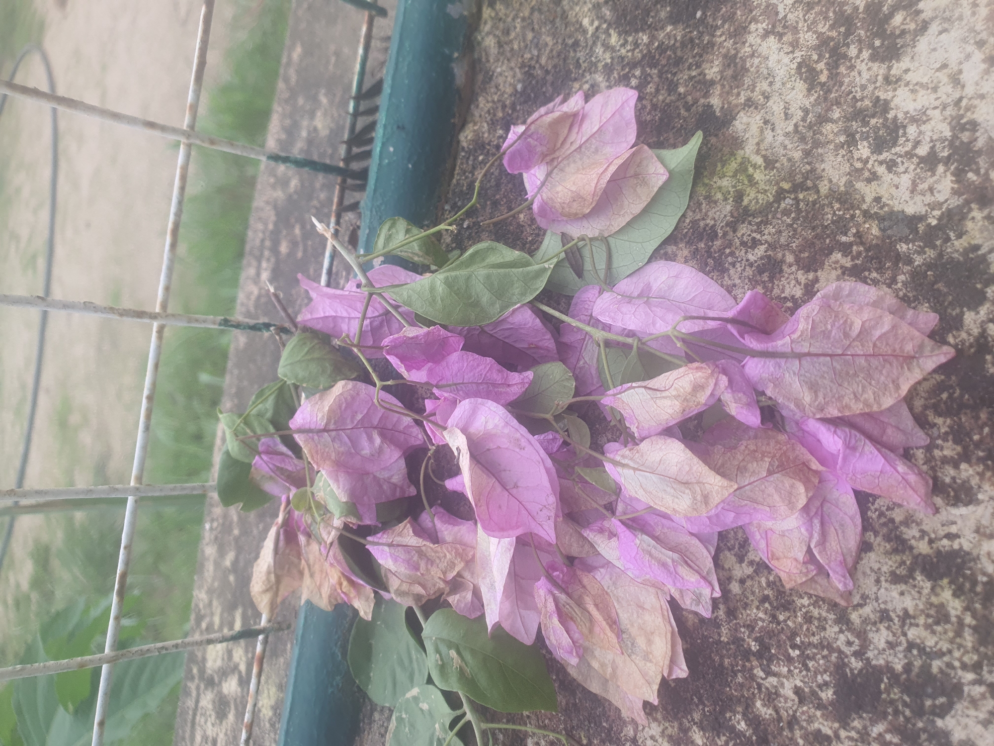 A cluster of wilting purple bougainvillea flowers and green leaves lies on a rough, textured concrete surface. The flowers are delicate and appear dry, with some petals showing brown edges. The leaves are a muted green. In the background, a rusty metal fence with green painted bars is visible, behind which blurry greenery suggests an outdoor environment. The concrete has dark, mottled patches, adding to a weathered appearance. The overall impression is one of natural decay and a rustic setting, possibly an outdoor area like a garden or a balcony. The lighting is soft, and the focus is on the flowers and leaves. There is no visible text or human presence. The location is identified as Jos, Nigeria, which suggests a warm climate where bougainvillea is common.